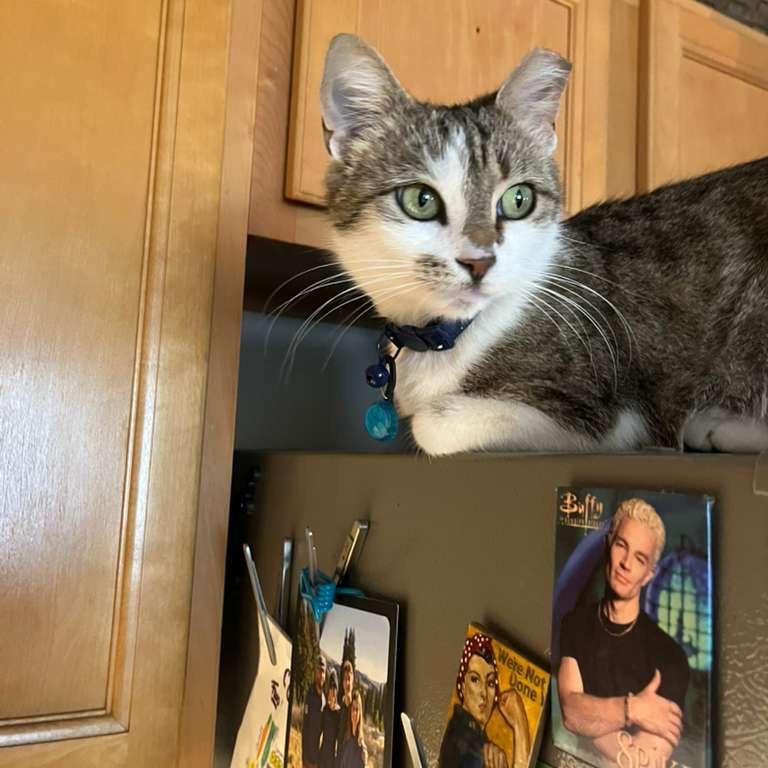 Cici Wing Cat (DC), a Adoptable Domestic Short Hair in Washington, DC image 6/6