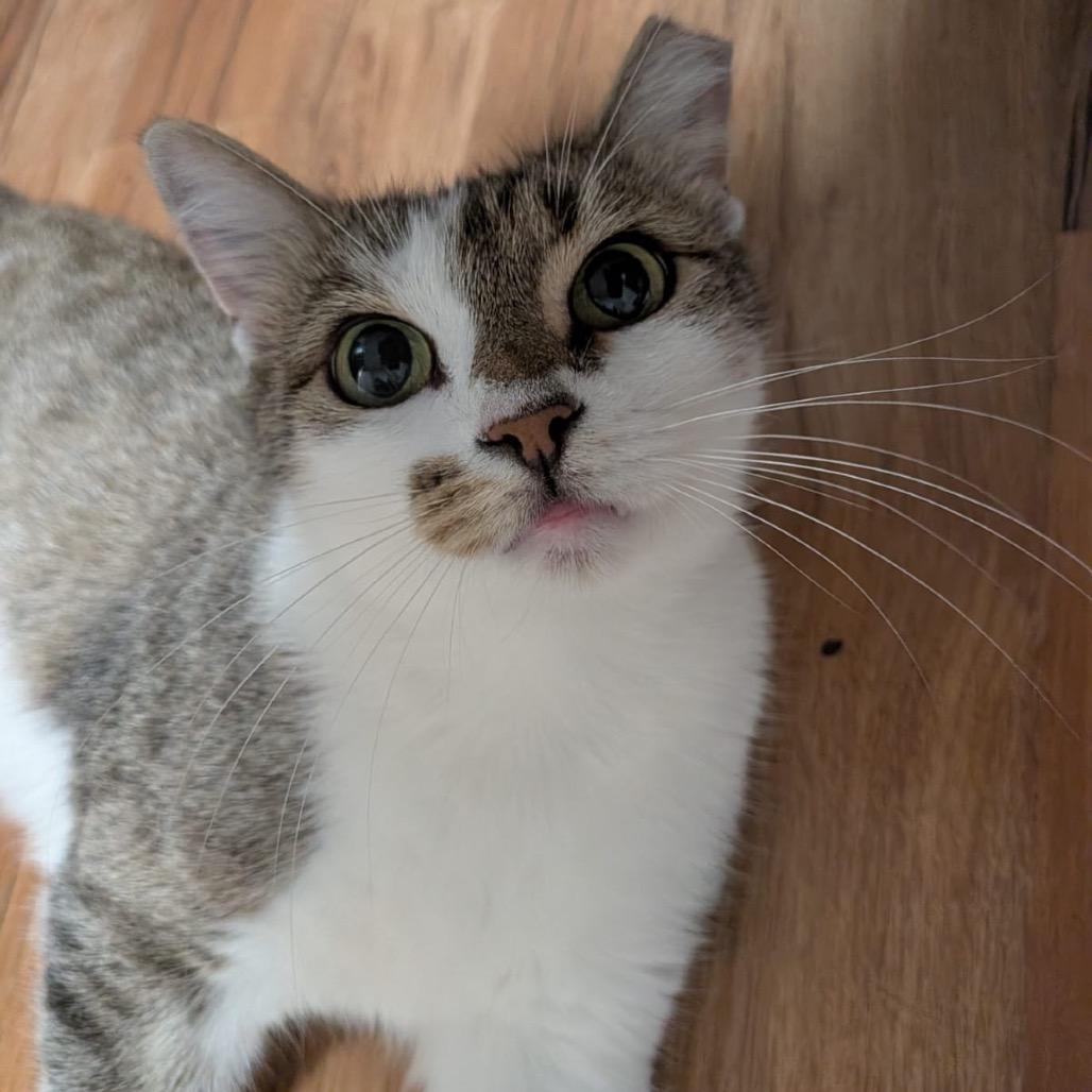 Cici Wing Cat (DC), a Adoptable Domestic Short Hair in Washington, DC image 5/6