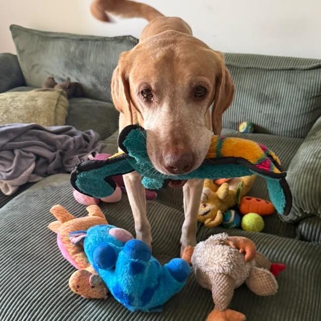 John, Adoptable, Adult Male Labrador Retriever.