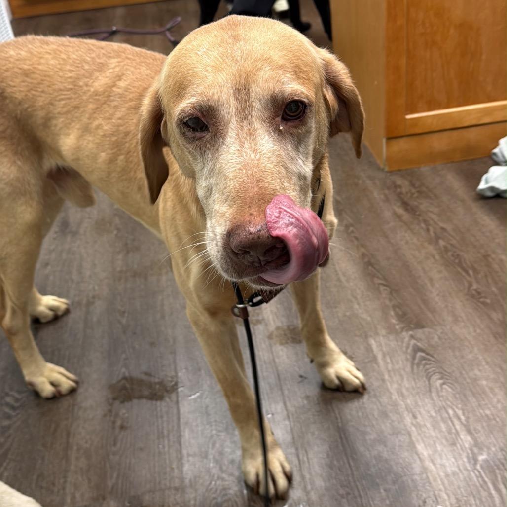 Enlarge John, a Adoptable Labrador Retriever in Lauderhill, FL image 2/6