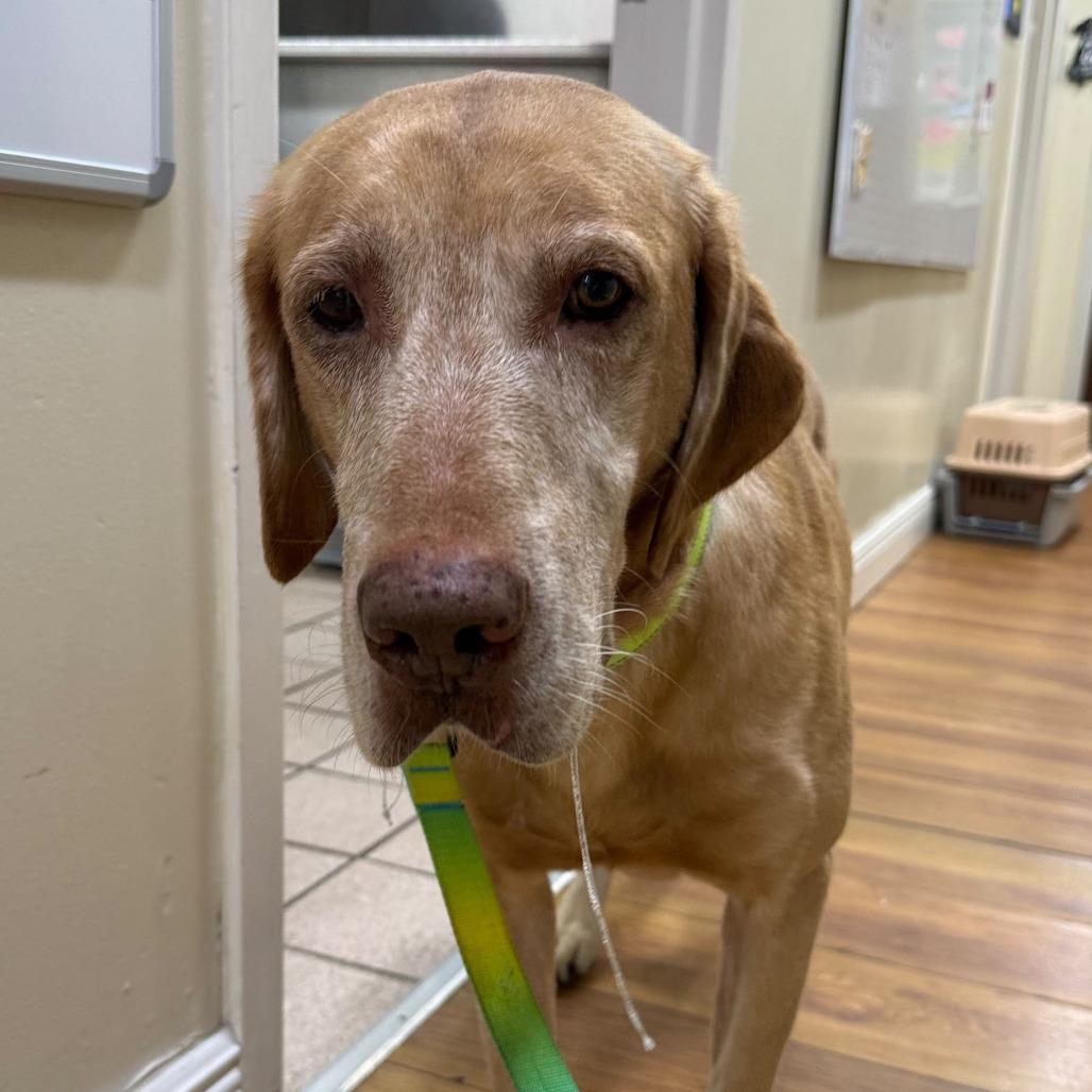 Enlarge John, a Adoptable Labrador Retriever in Lauderhill, FL image 3/6