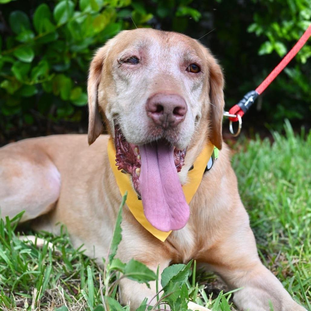 Enlarge John, a Adoptable Labrador Retriever in Lauderhill, FL image 5/6