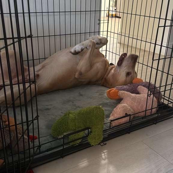 Enlarge John, a Adoptable Labrador Retriever in Lauderhill, FL image 6/6