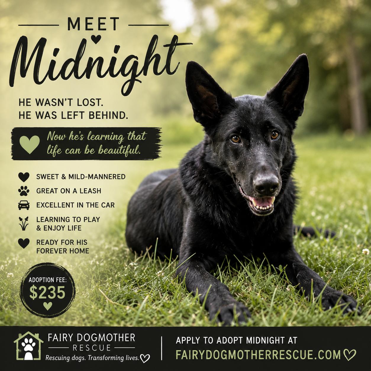 Enlarge Midnight, an adopted German Shepherd Dog in Yukon, OK image 1/1
