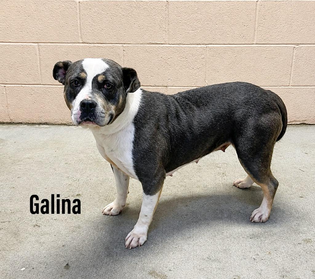 Enlarge Galina, a Adoptable mixed breed in Clearfield, KY image 1/1