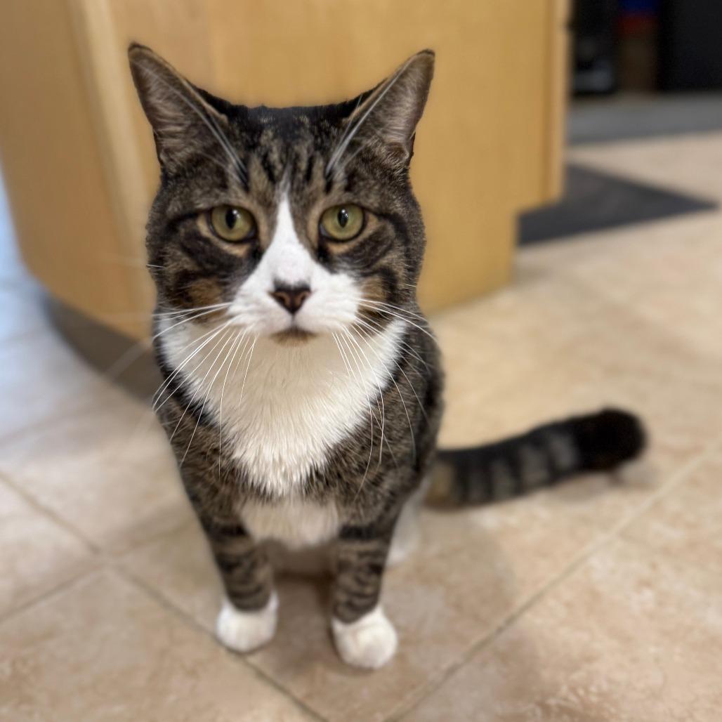 Blade, a Adoptable Domestic Short Hair in Thomaston, ME image 1/3