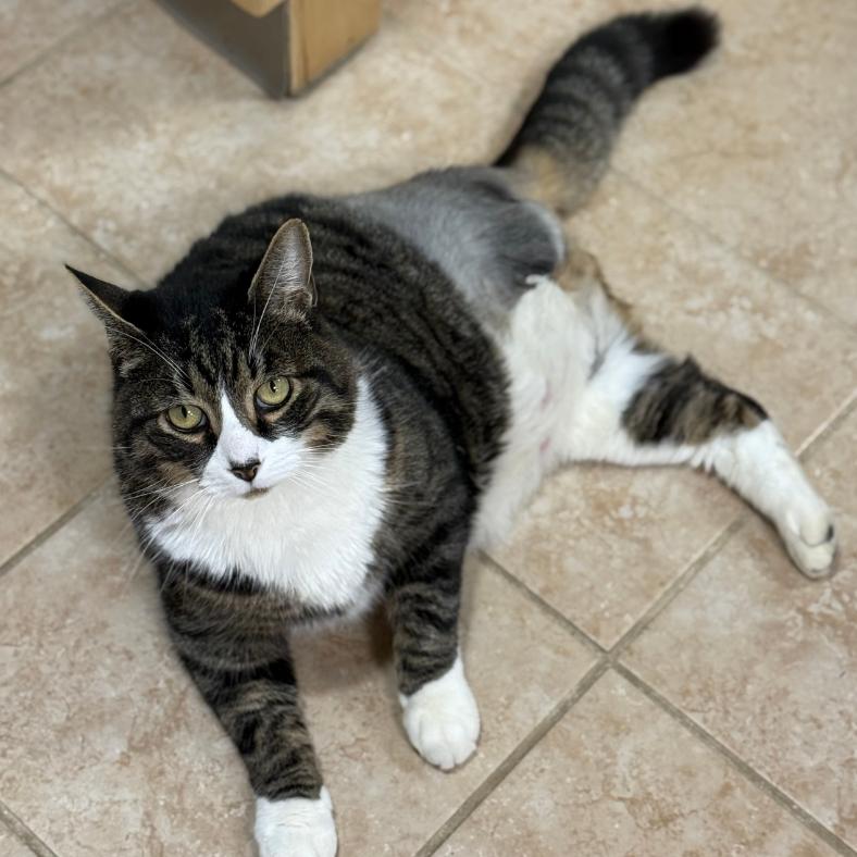 Blade, a Adoptable Domestic Short Hair in Thomaston, ME image 2/3