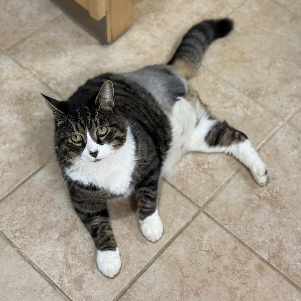 Blade, a Adoptable Domestic Short Hair in Thomaston, ME image 3/3