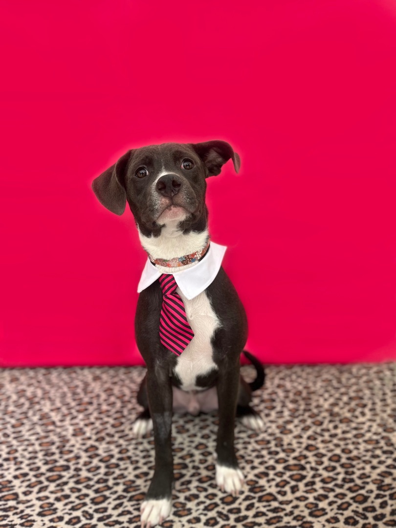 Kelso-ADOPT Me!, a Adoptable mixed breed in Studio City, CA image 3/5