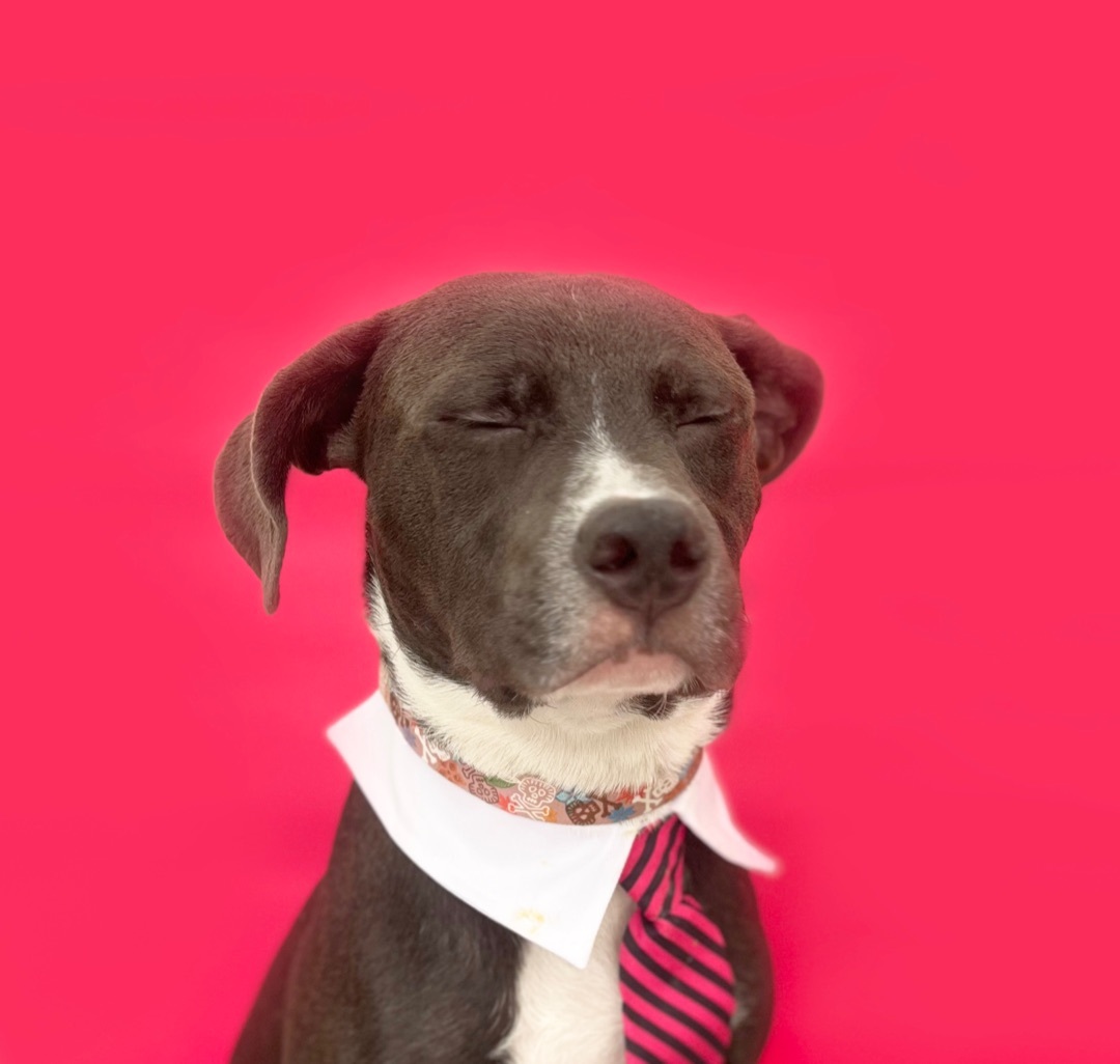 Kelso-ADOPT Me!, a Adoptable mixed breed in Studio City, CA image 4/5