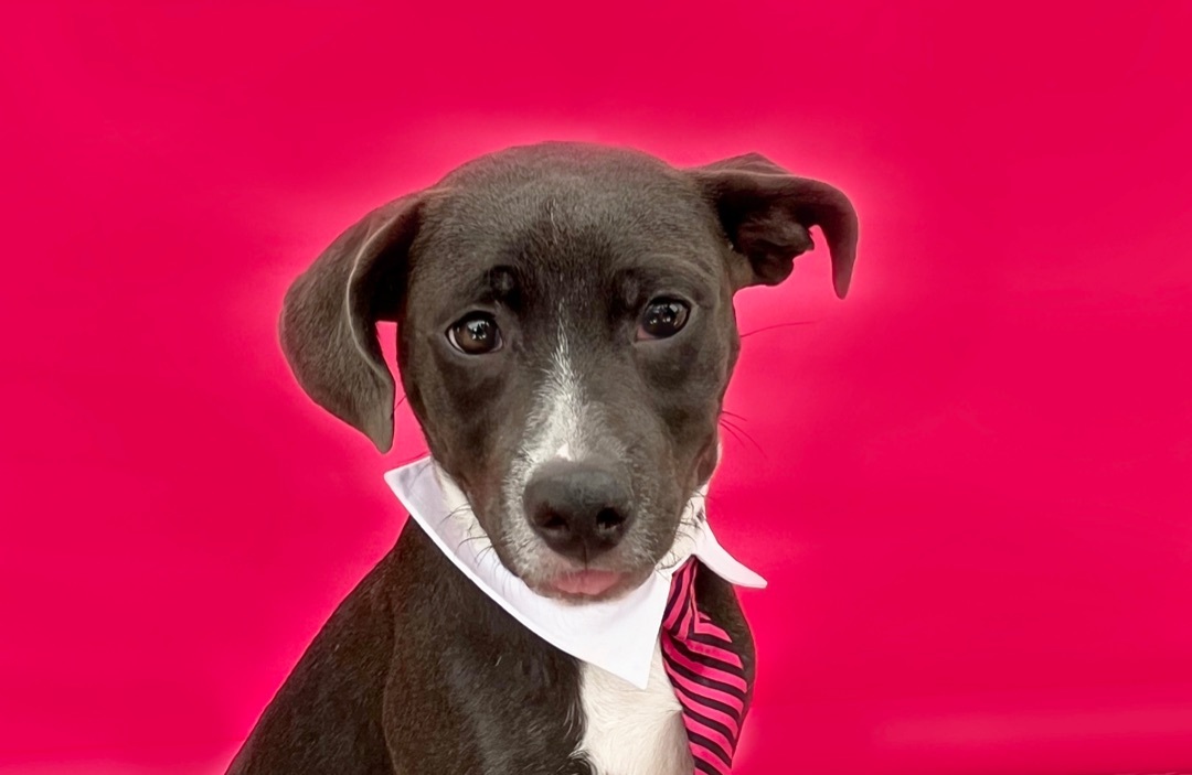 Kelso-ADOPT Me!, a Adoptable mixed breed in Studio City, CA image 5/5