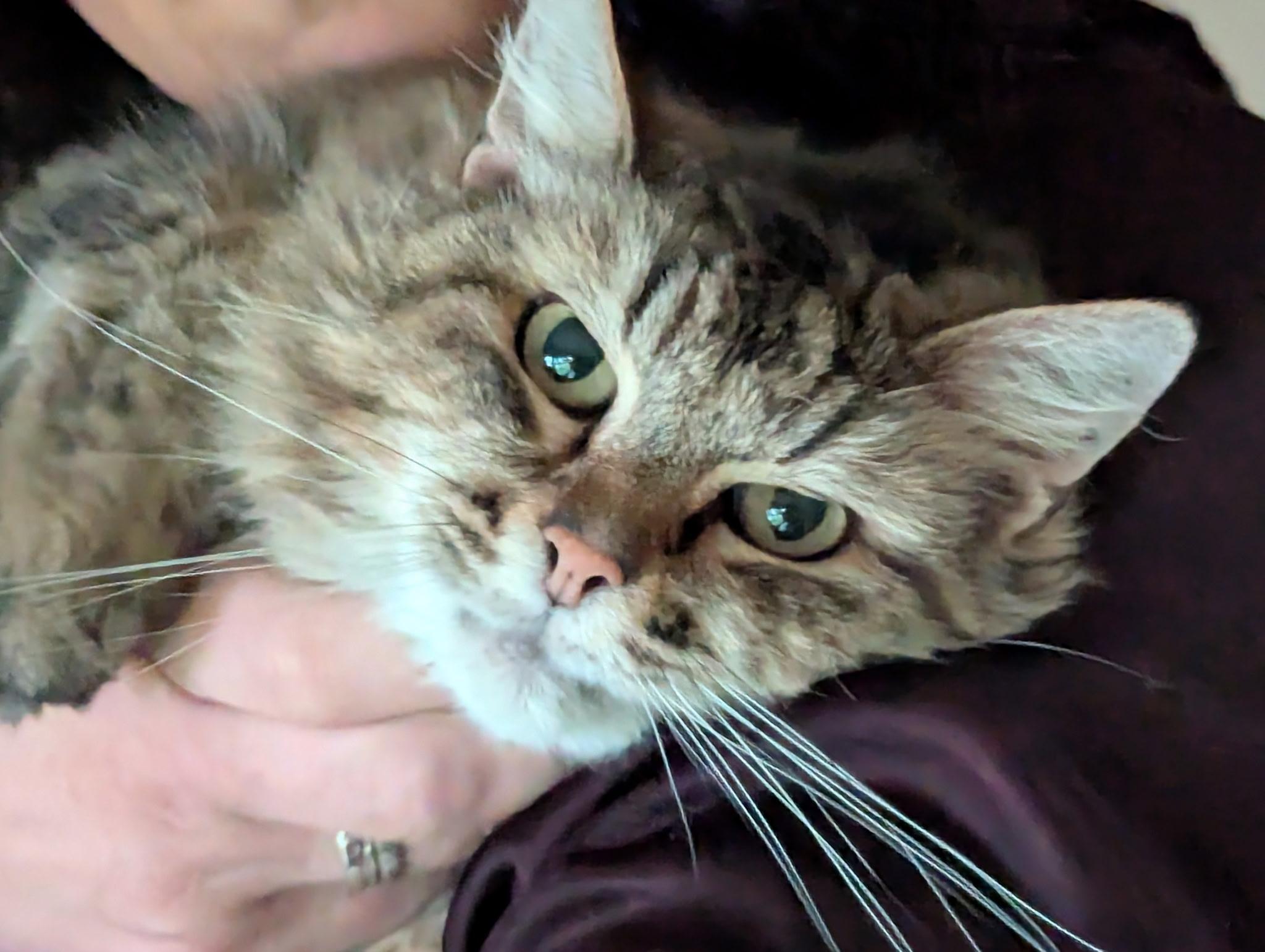 Mama Kitty-cross post, Senior Female Domestic Long Hair