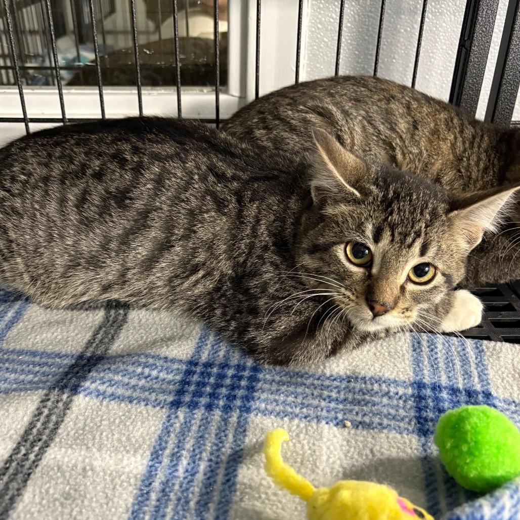 Spice, ADOPTABLE, Young Male Domestic Short Hair.