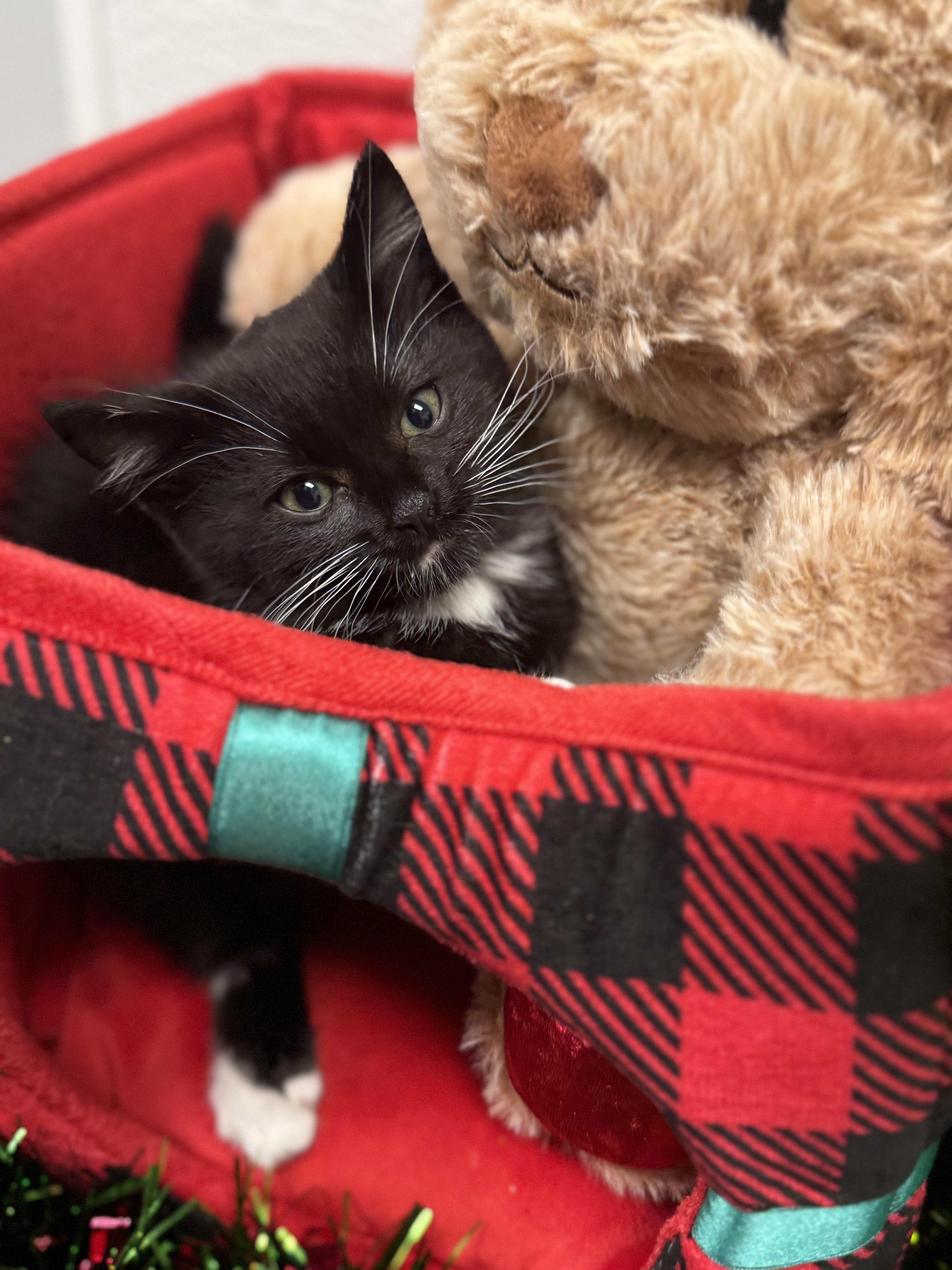 Enlarge Kate, a ADOPTABLE Domestic Short Hair in Auburn, WA image 1/1
