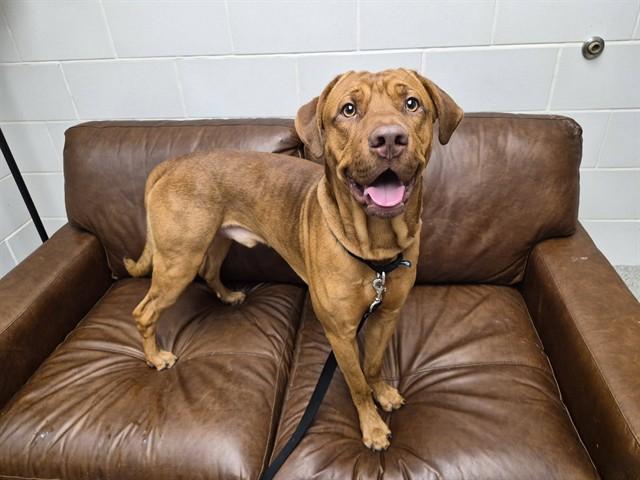 RODAN, Adoptable, Young Male Labrador Retriever & Mixed Breed.