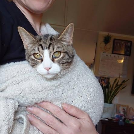 Jack, adopted, Kitten Male Tabby.