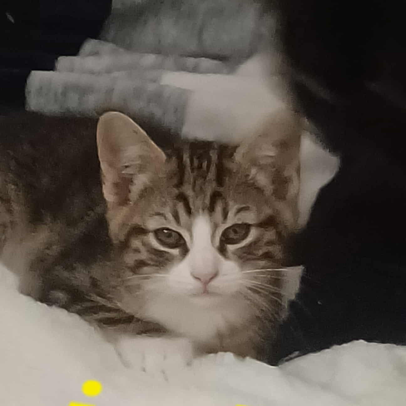 Jack, Adoptable, Kitten Male Tabby.