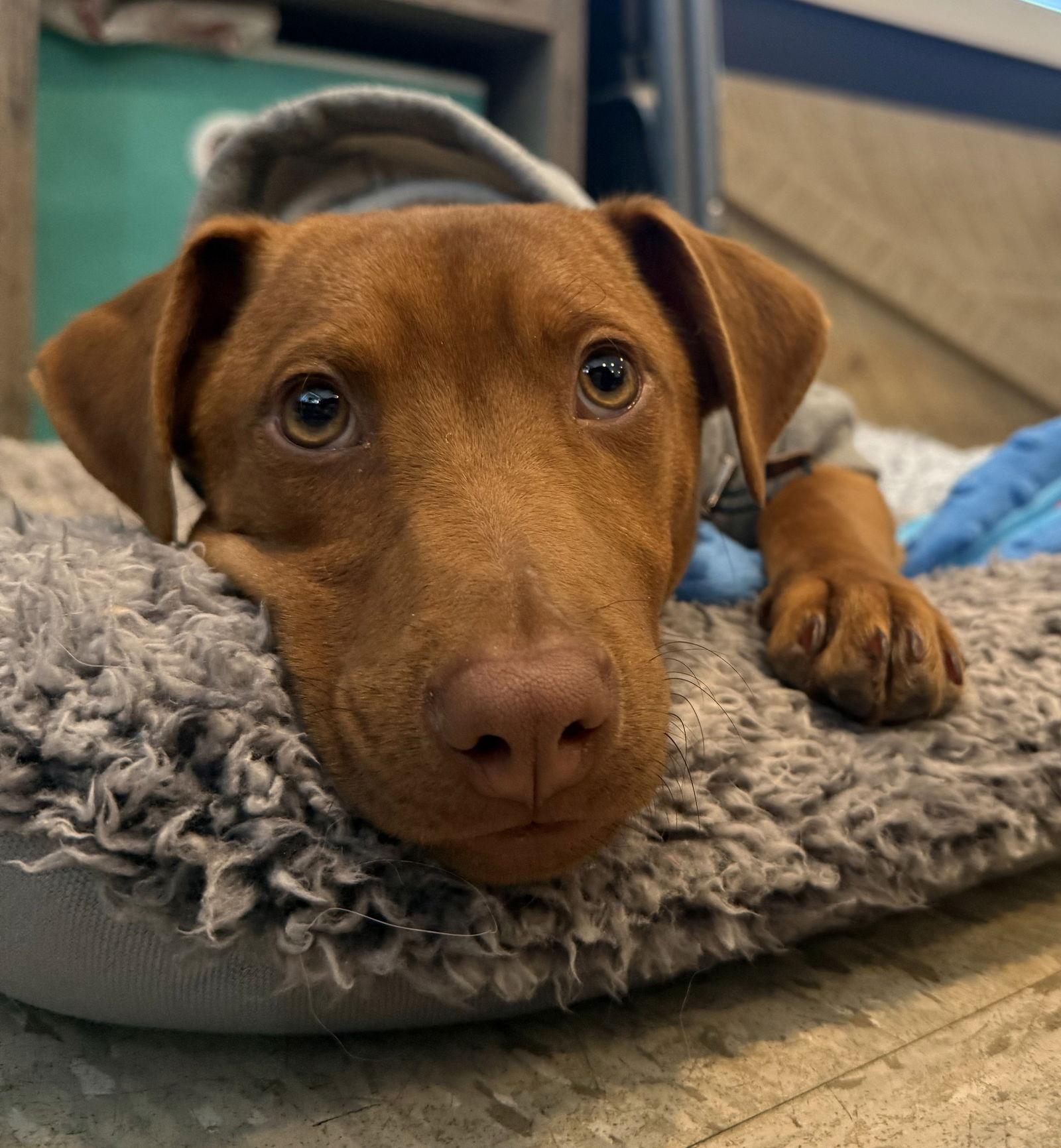 Enlarge Everett Trixie *LOCAL*, a Adopted mixed breed in Wakefield, RI image 1/3