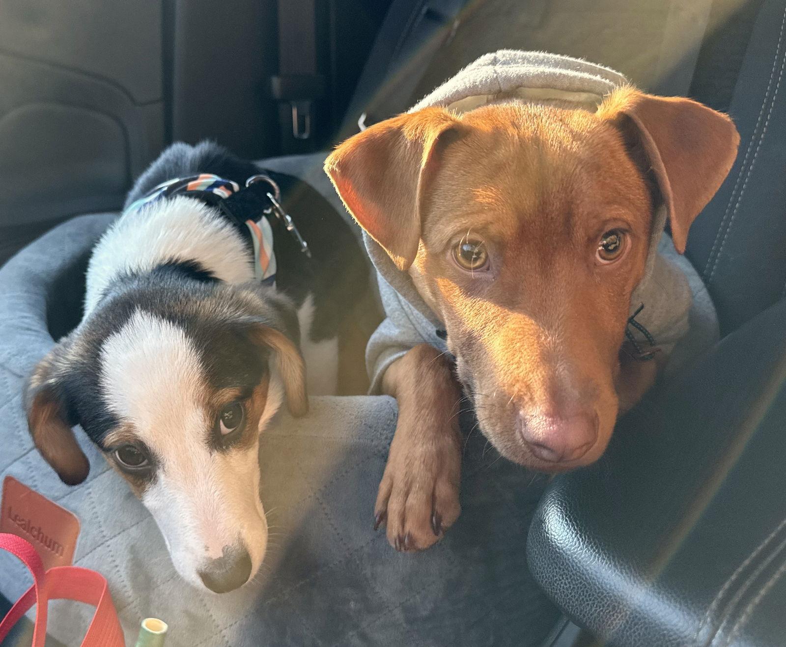 Enlarge Everett Trixie *LOCAL*, a Adopted mixed breed in Wakefield, RI image 2/3