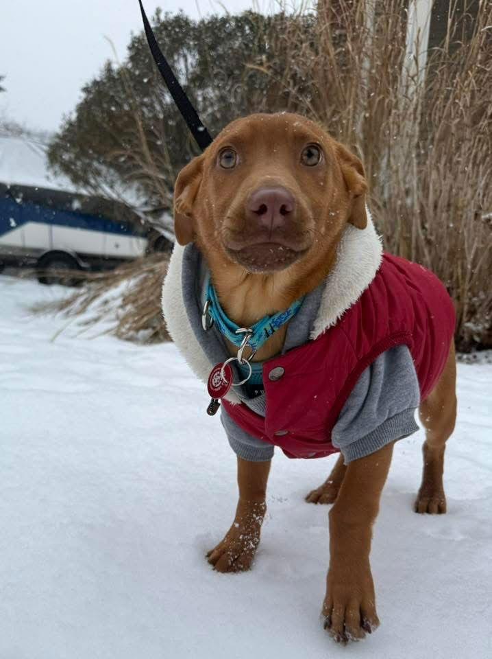 Enlarge Everett Trixie *LOCAL*, a Adopted mixed breed in Wakefield, RI image 3/3