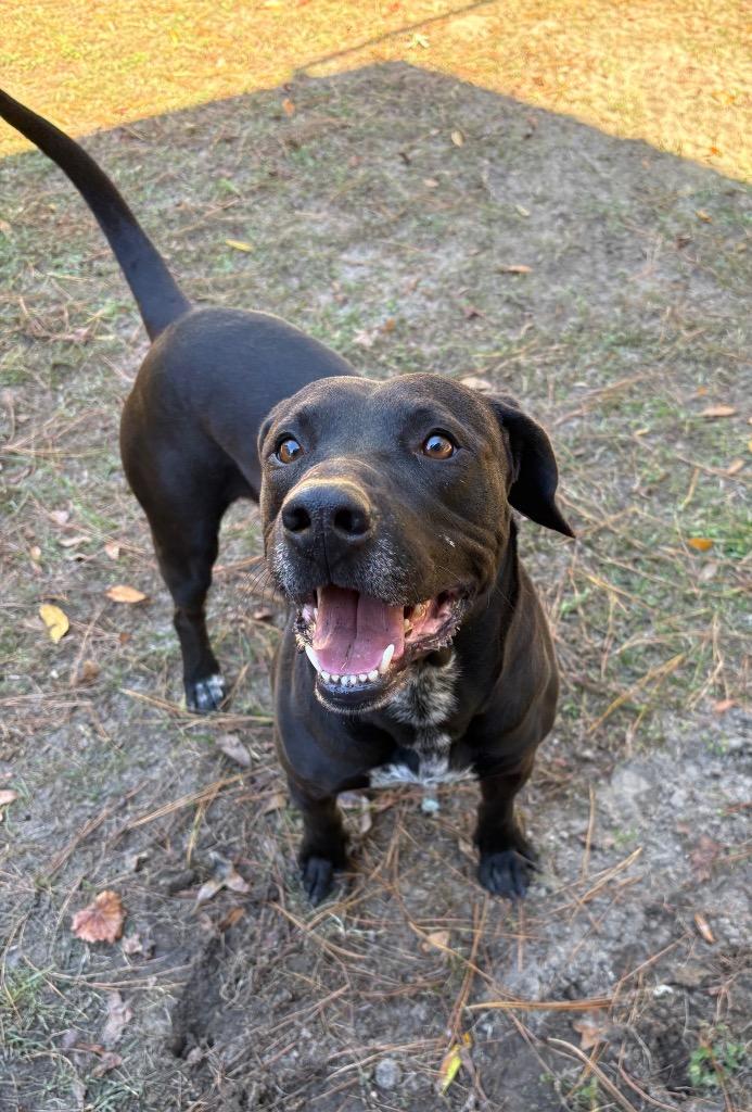 Enlarge Zeus, a Adoptable Labrador Retriever in Springfield, GA image 1/1