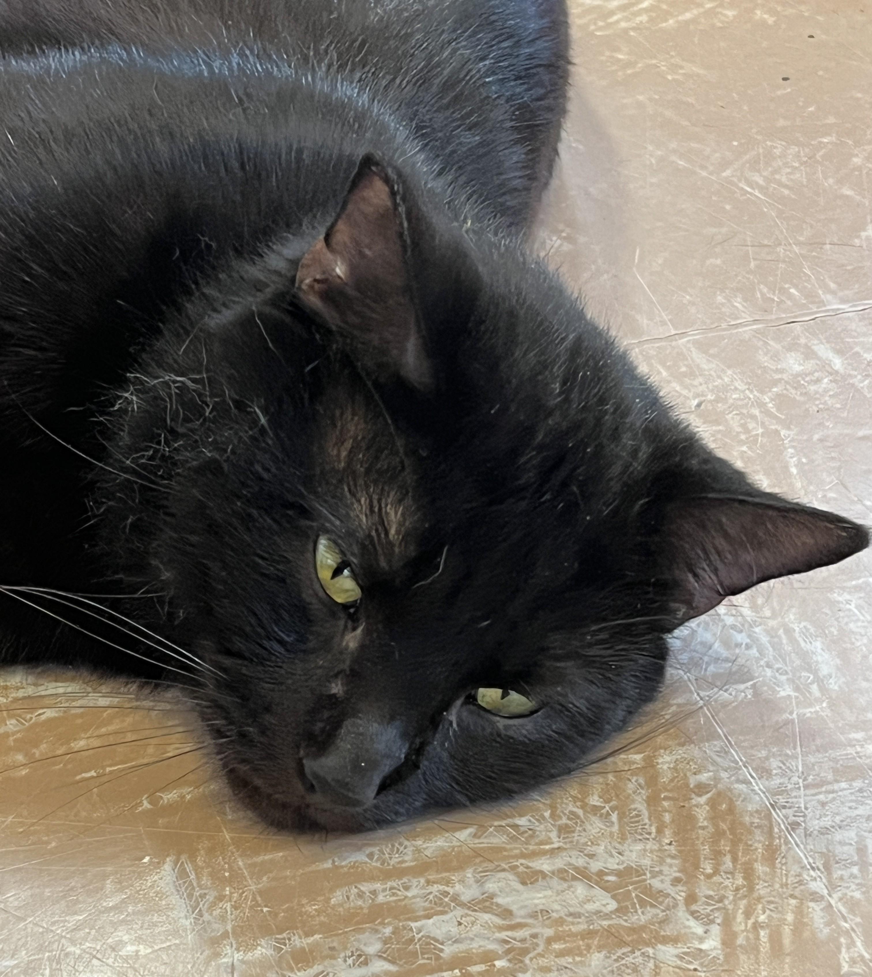 Enlarge BILLY (CR-SC), an adopted Domestic Short Hair in Sainte-Angele-de-Monnoir, QC image 5/6
