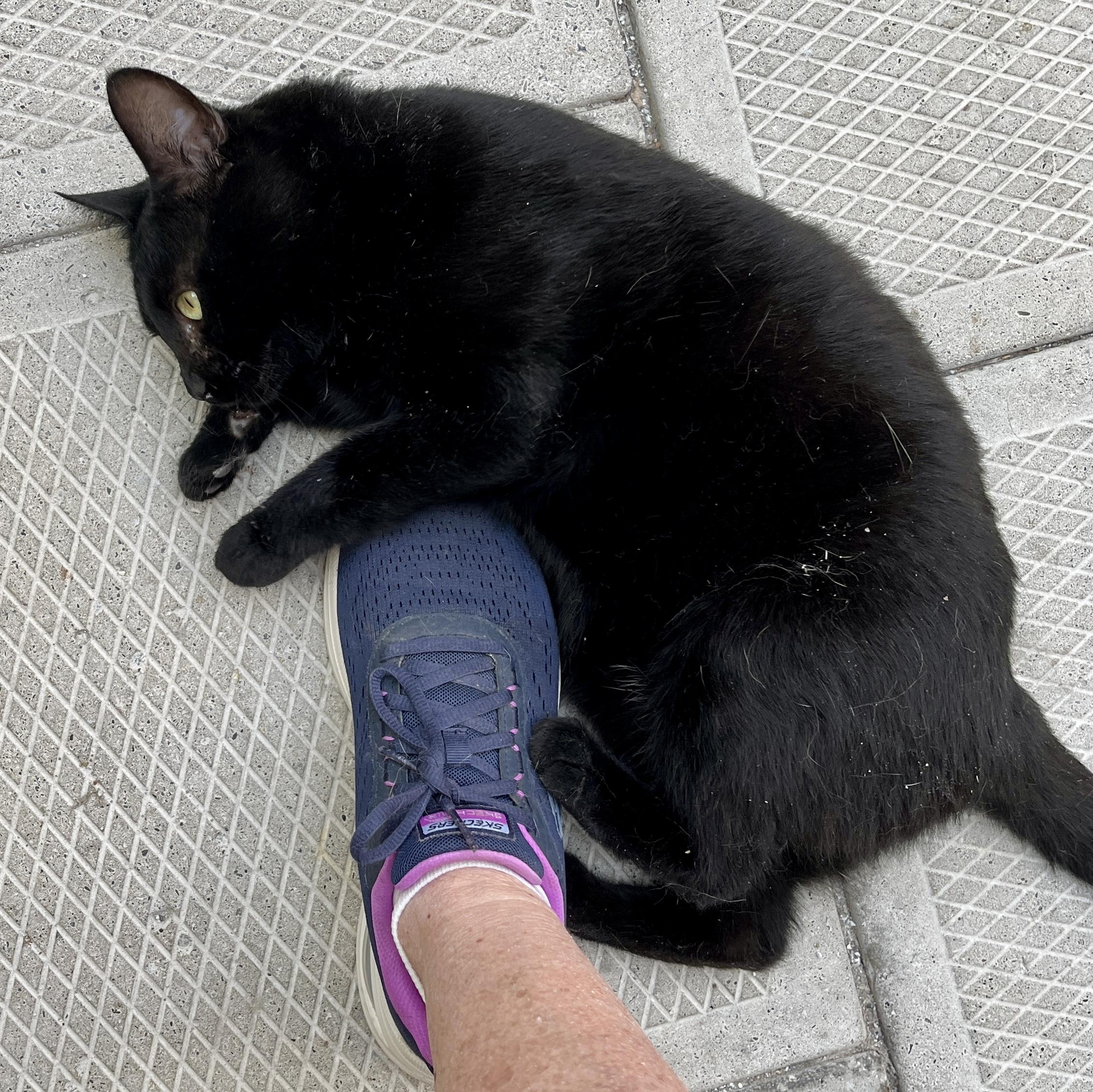 Enlarge BILLY (CR-SC), an adopted Domestic Short Hair in Sainte-Angele-de-Monnoir, QC image 2/6