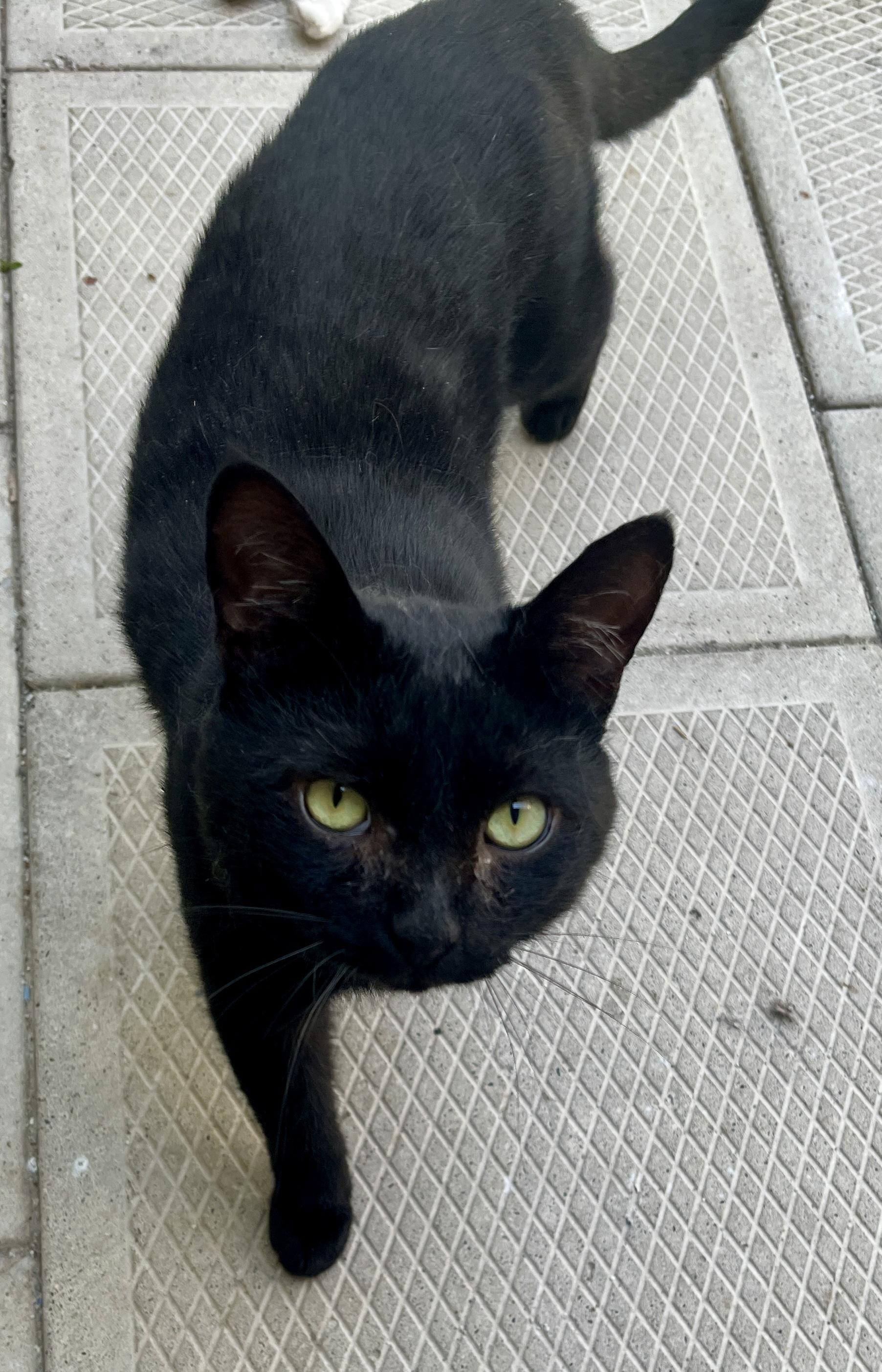 BILLY (CR-SC), adopted, Adult Male Domestic Short Hair.