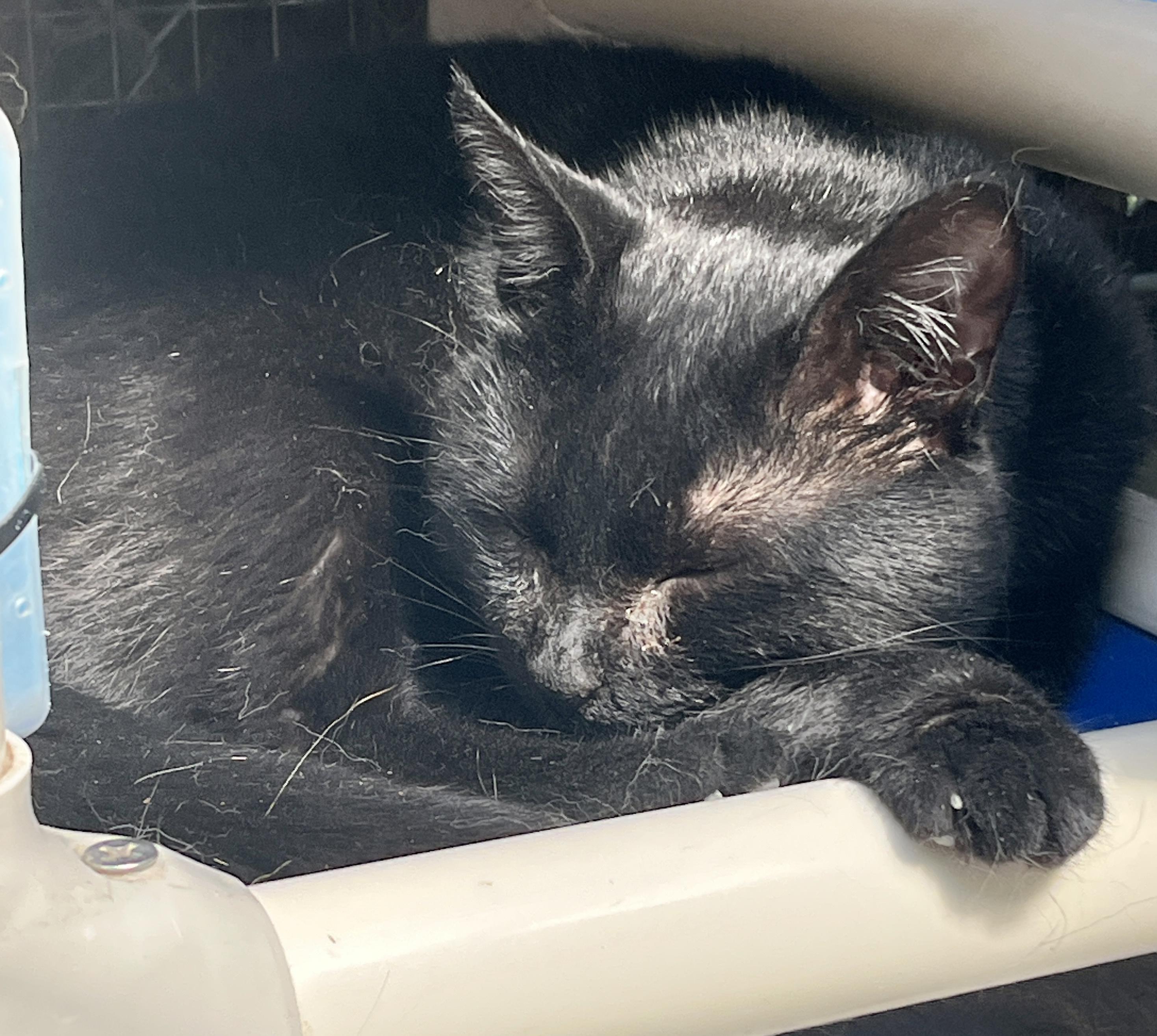 Enlarge BILLY (CR-SC), an adopted Domestic Short Hair in Sainte-Angele-de-Monnoir, QC image 3/6