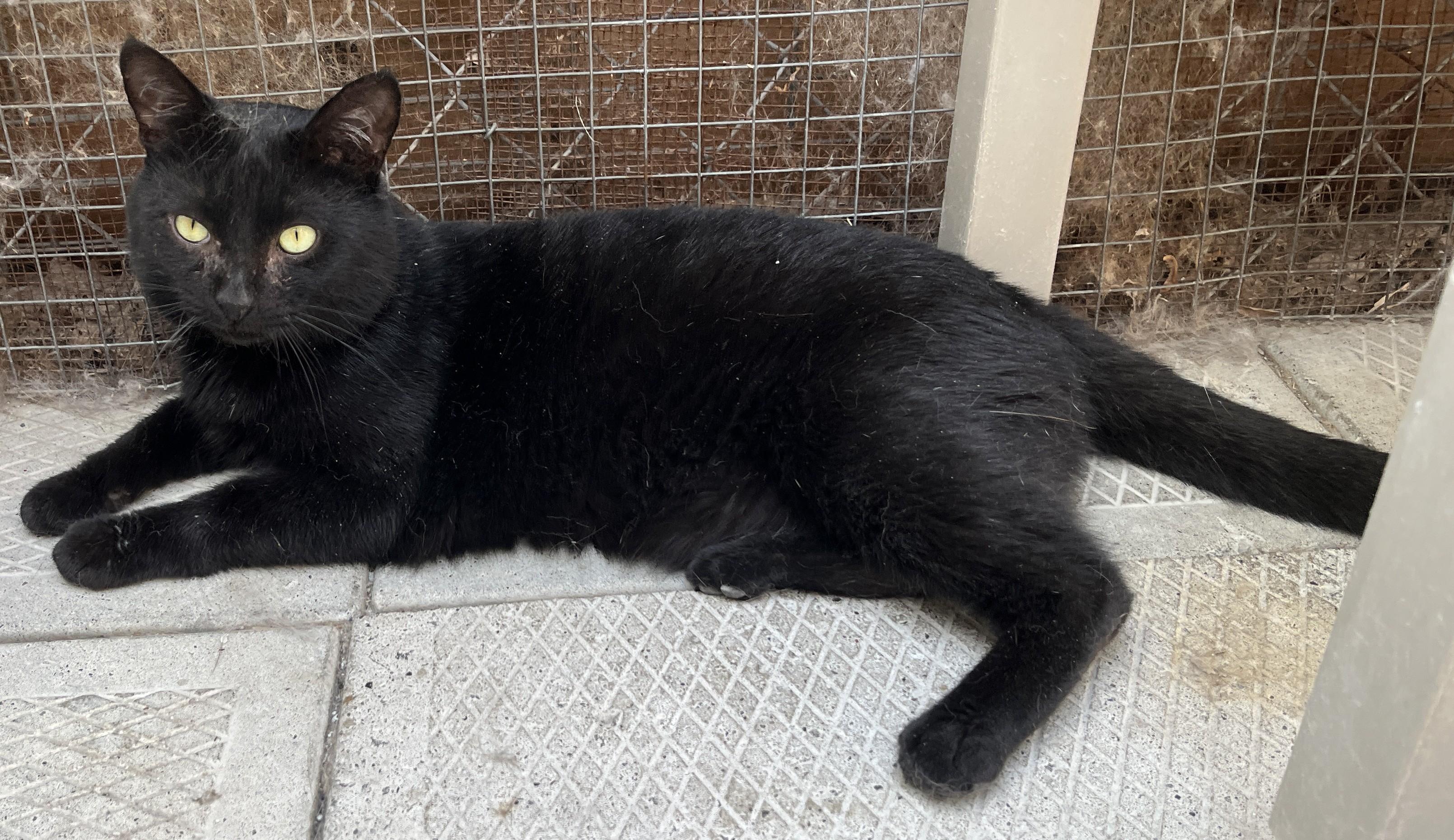 Enlarge BILLY (CR-SC), an adopted Domestic Short Hair in Sainte-Angele-de-Monnoir, QC image 4/6