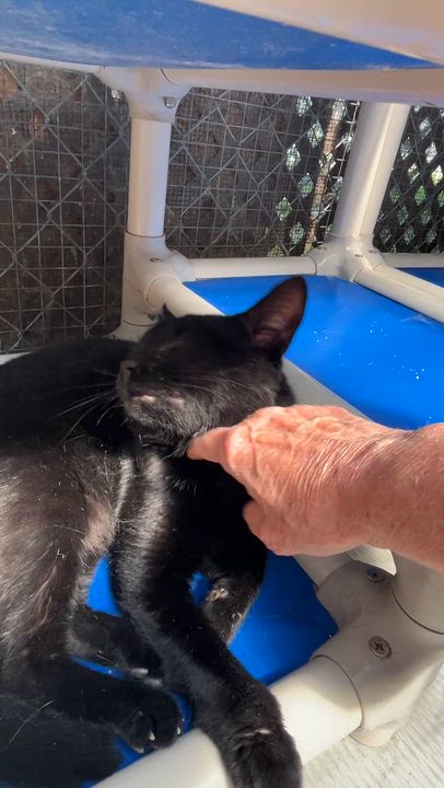 Enlarge BILLY (CR-SC), an adopted Domestic Short Hair in Sainte-Angele-de-Monnoir, QC video 6/6