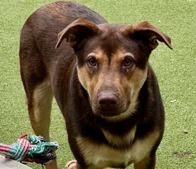 rooster, Young Male Labrador Retriever
