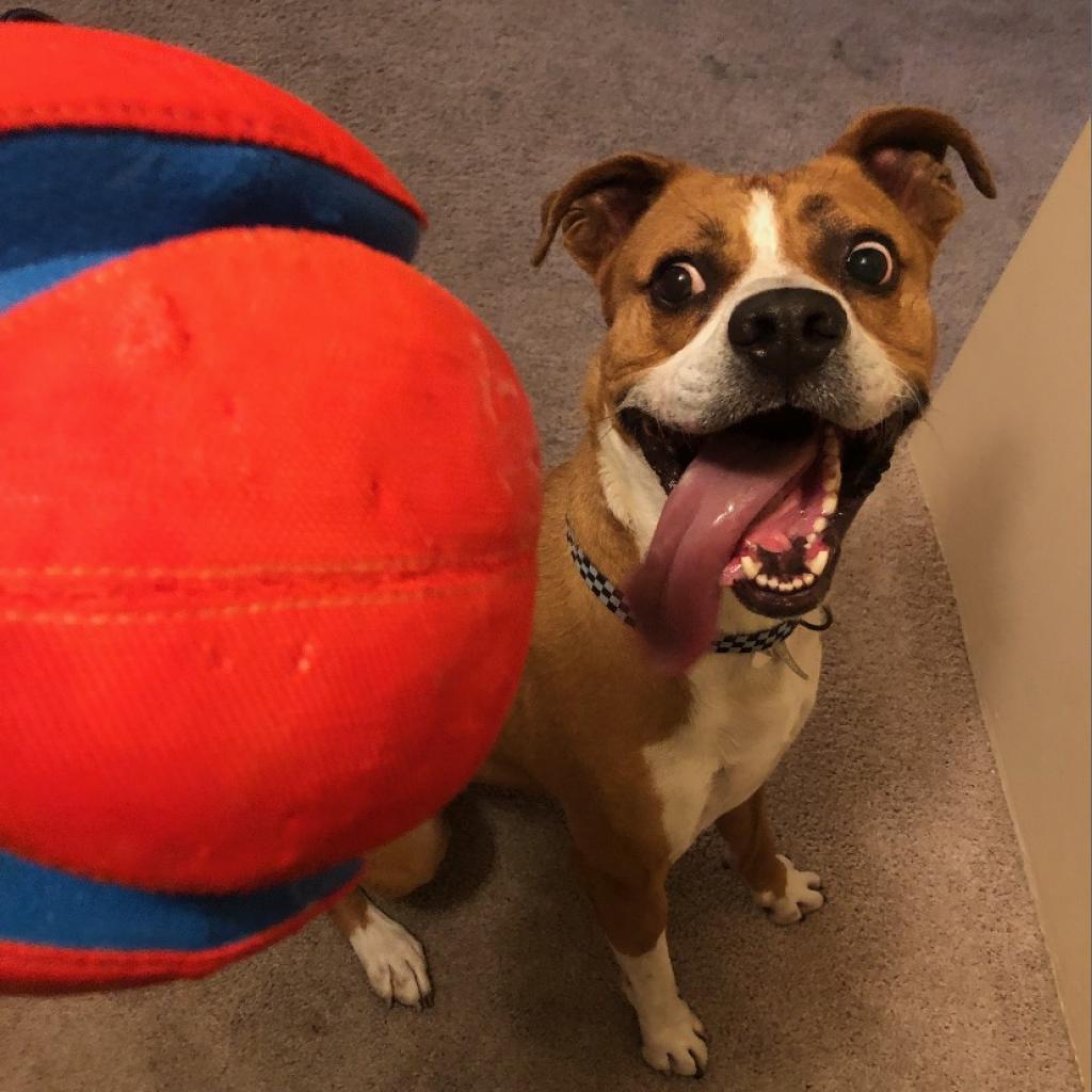 Enlarge Deojee, a Adoptable mixed breed in Marana, AZ image 1/6