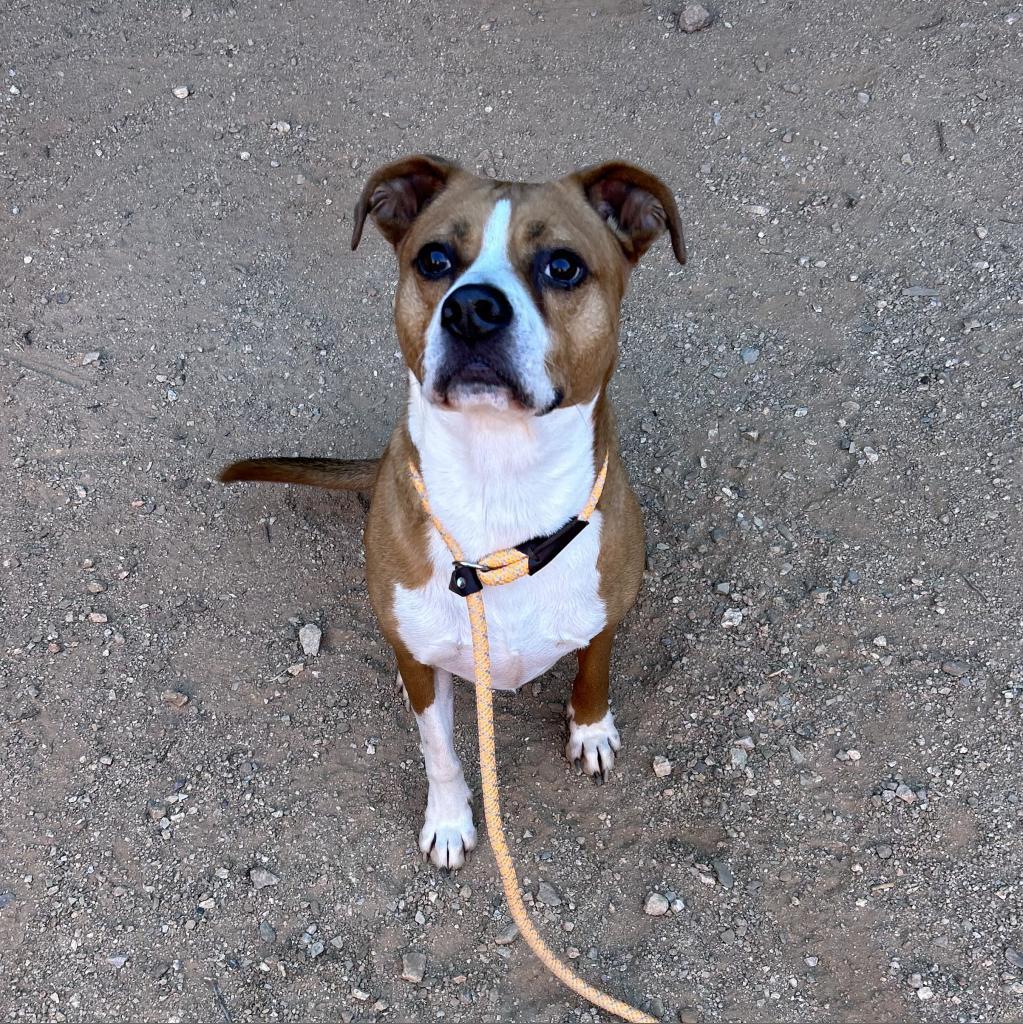 Enlarge Deojee, a Adoptable mixed breed in Marana, AZ image 2/6