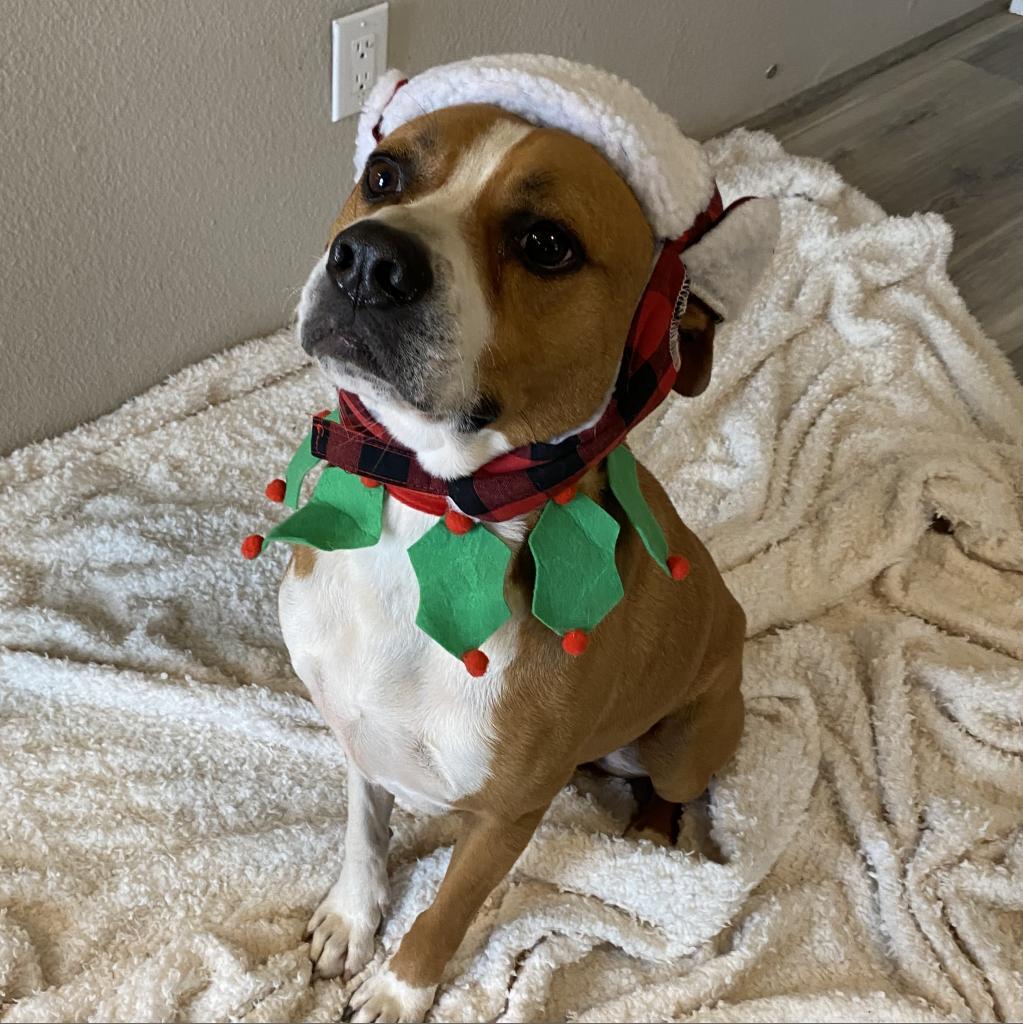 Enlarge Deojee, a Adoptable mixed breed in Marana, AZ image 3/6