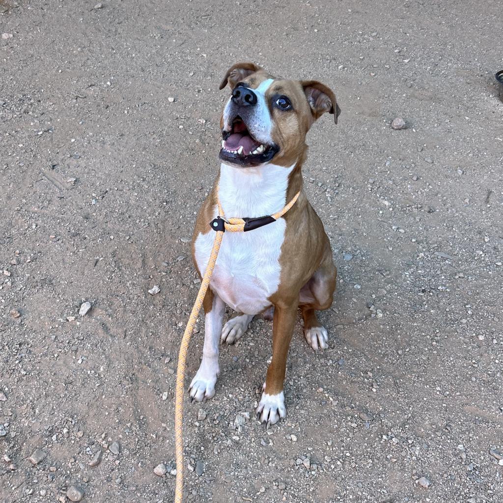 Enlarge Deojee, a Adoptable mixed breed in Marana, AZ image 4/6