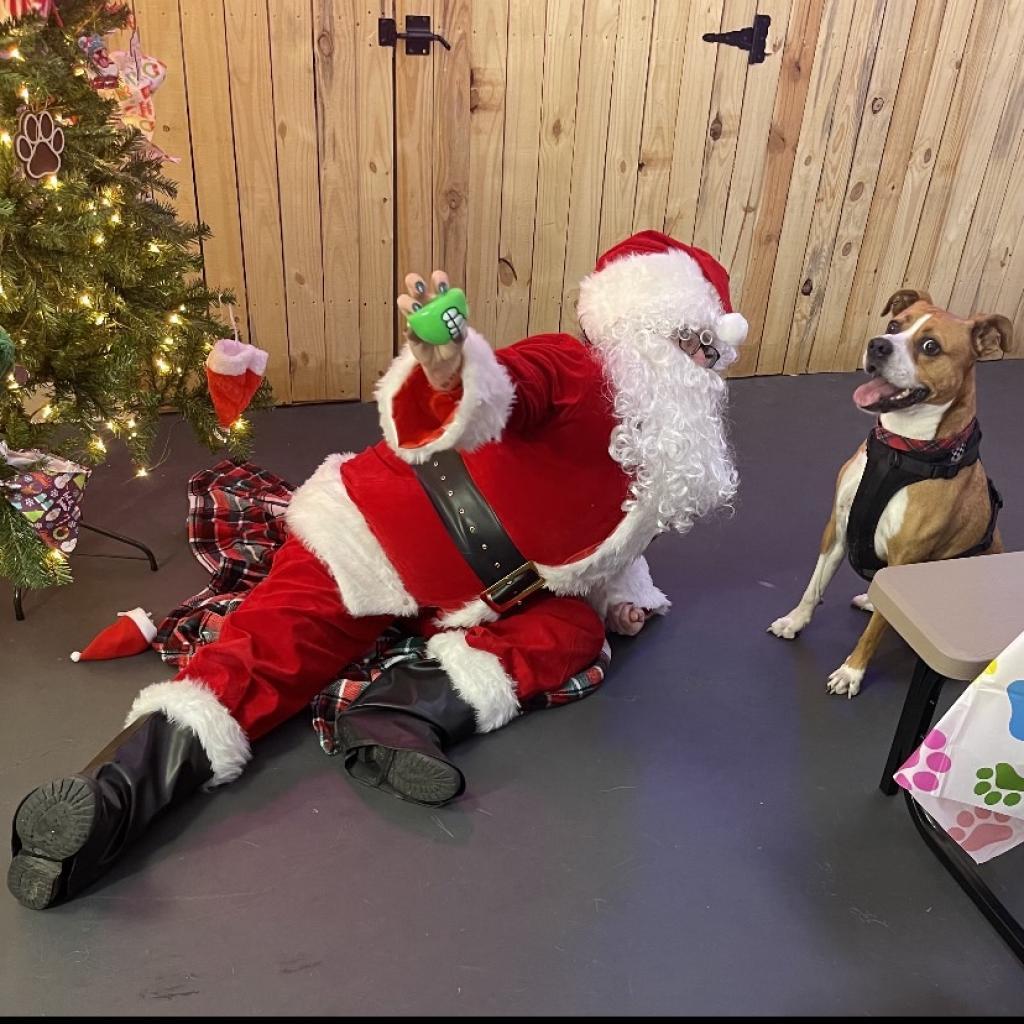 Enlarge Deojee, a Adoptable mixed breed in Marana, AZ image 5/6