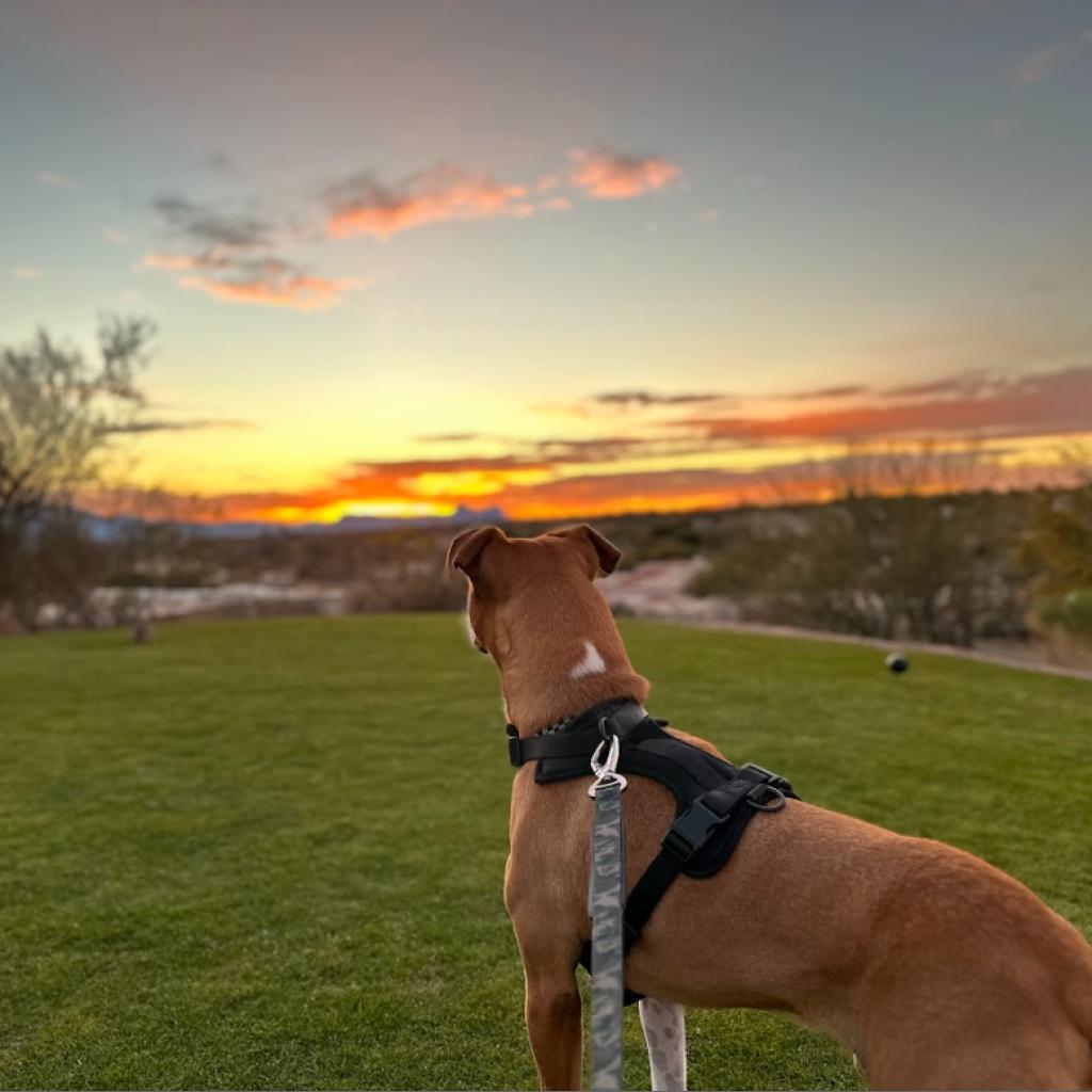 Enlarge Deojee, a Adoptable mixed breed in Marana, AZ image 6/6