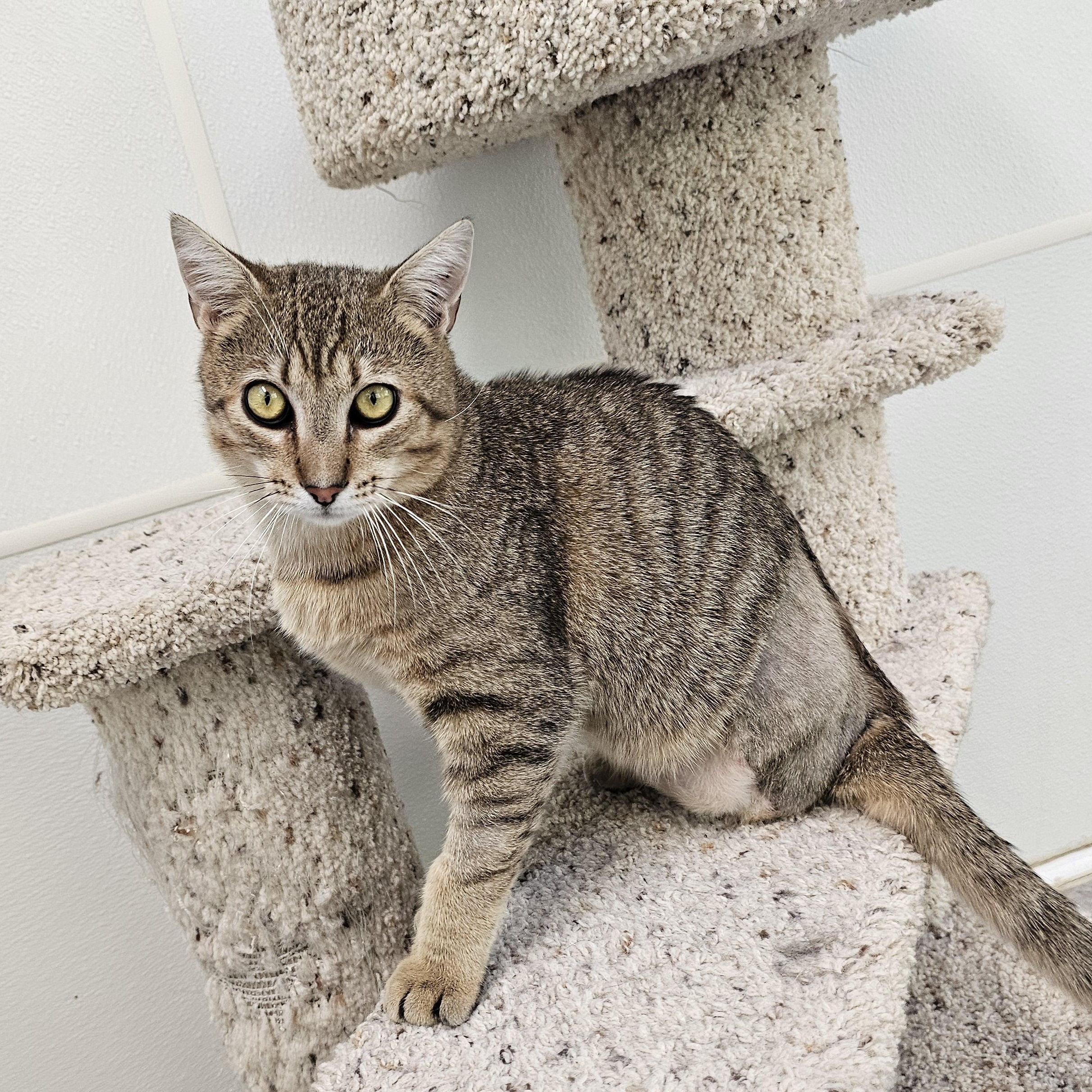 Enlarge Lucas, a Adoptable Domestic Short Hair in Waynesville, NC image 4/6