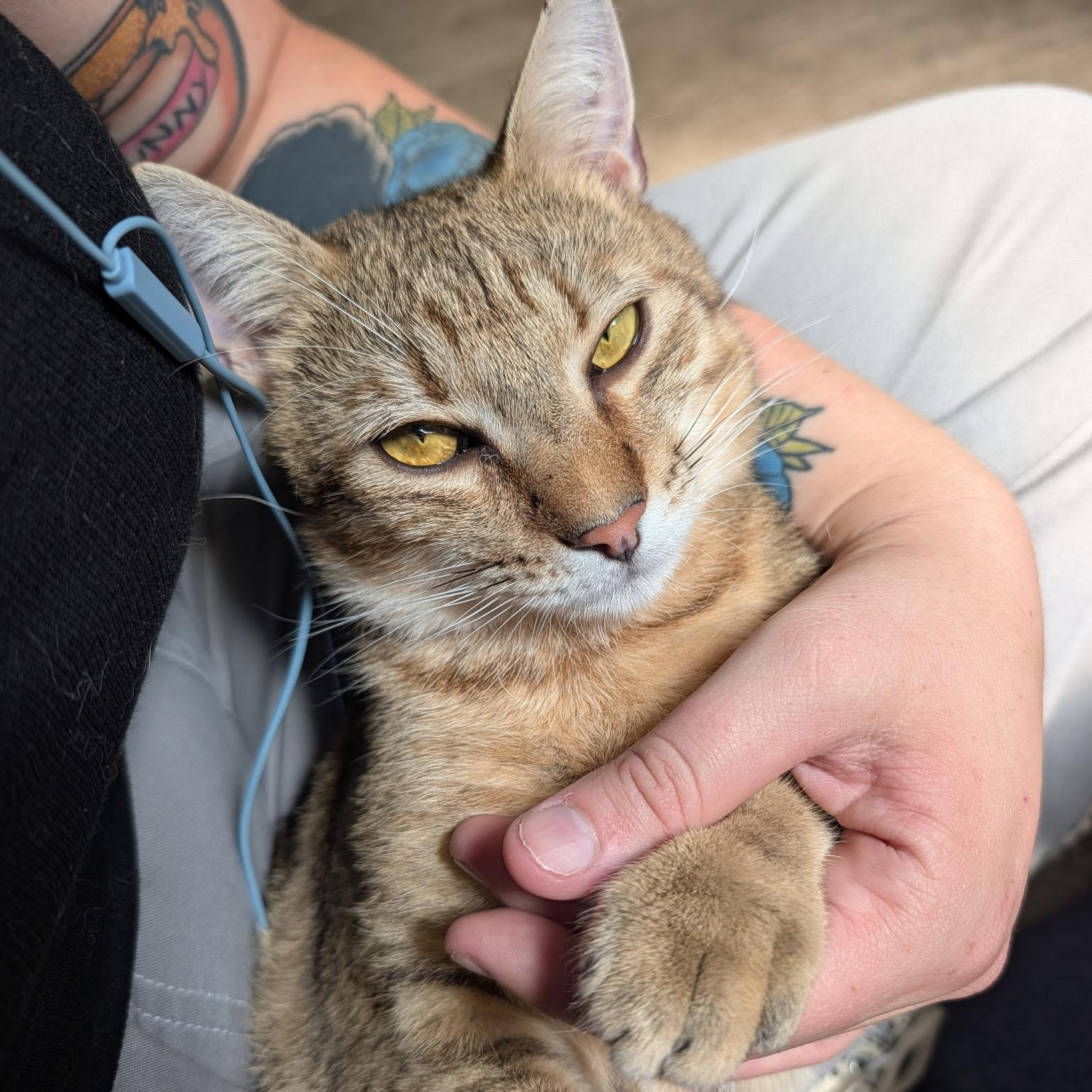 Enlarge Lucas, a Adoptable Domestic Short Hair in Waynesville, NC image 3/6