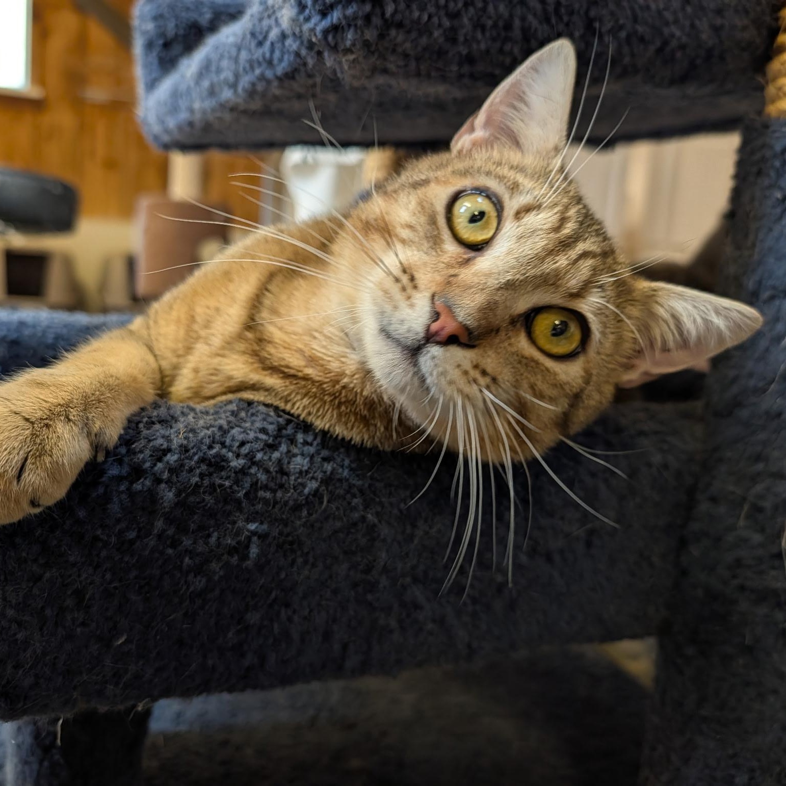 Enlarge Lucas, a Adoptable Domestic Short Hair in Waynesville, NC image 1/6