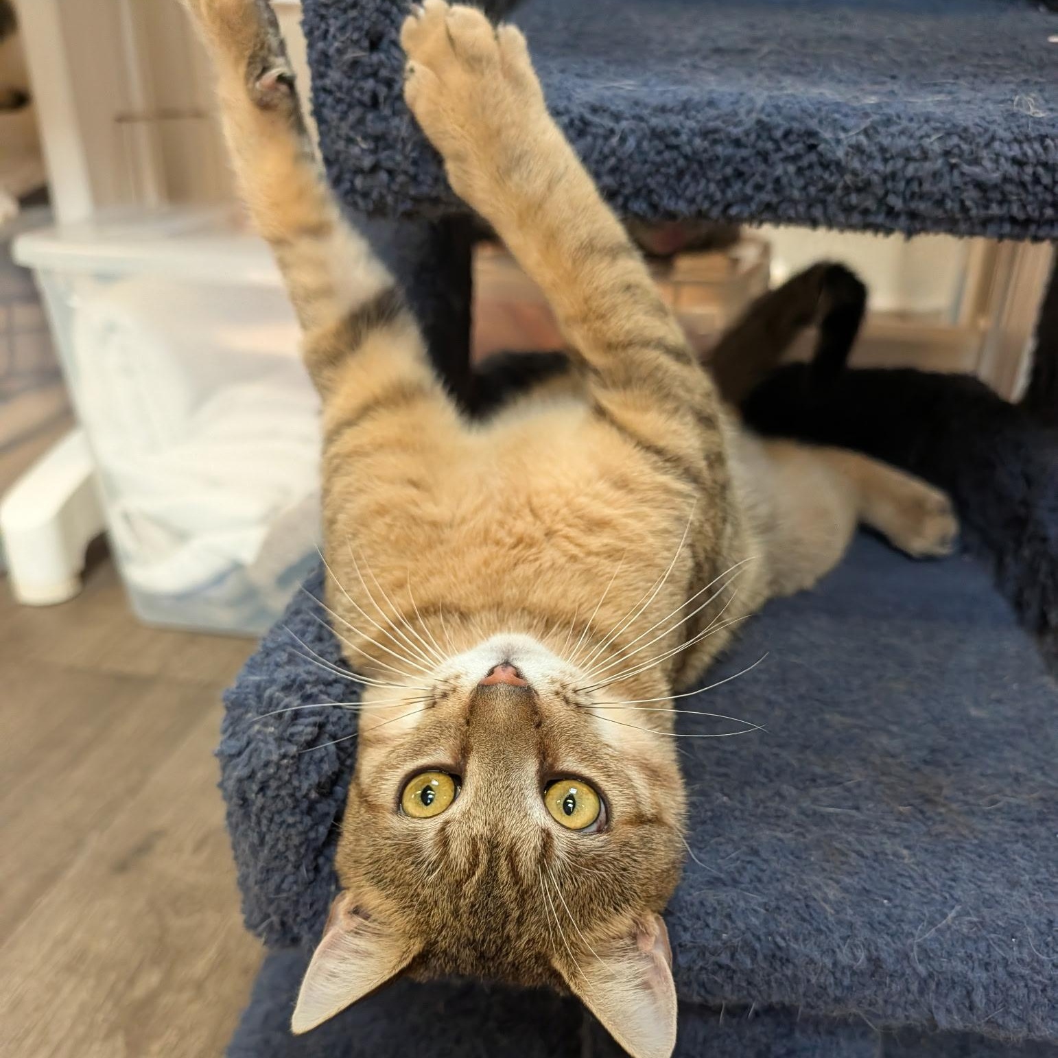 Enlarge Lucas, a Adoptable Domestic Short Hair in Waynesville, NC image 2/6