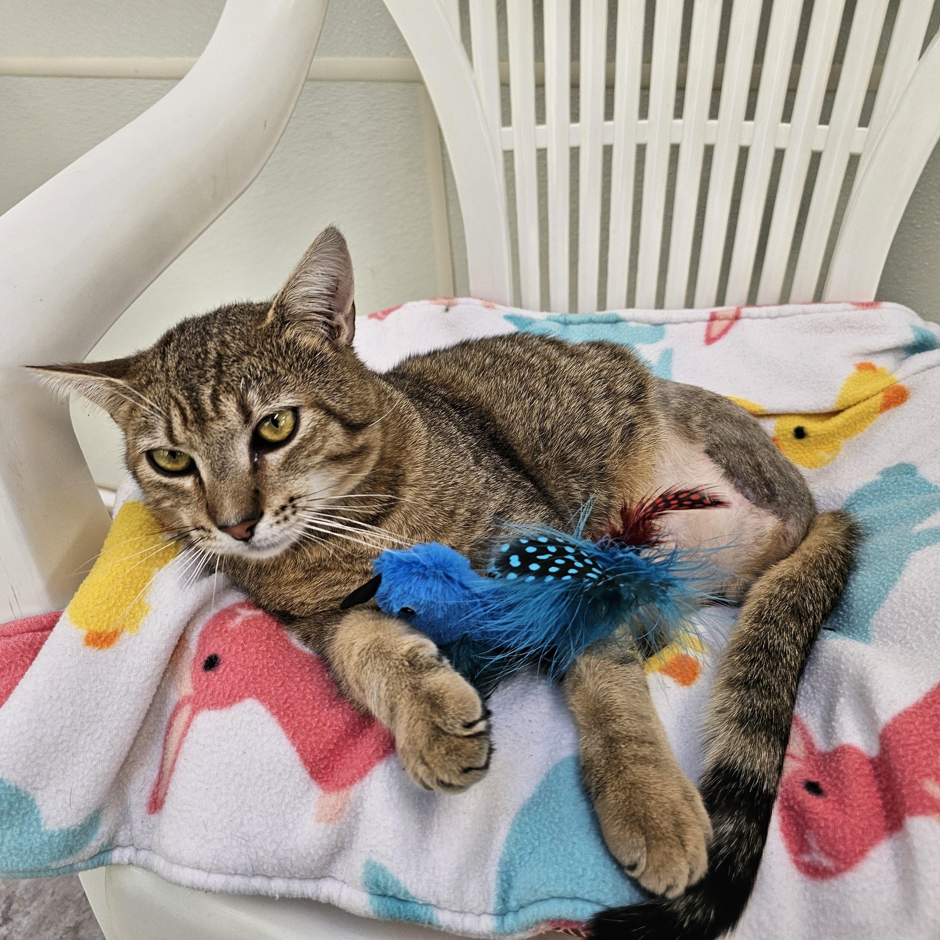 Enlarge Lucas, a Adoptable Domestic Short Hair in Waynesville, NC image 5/6