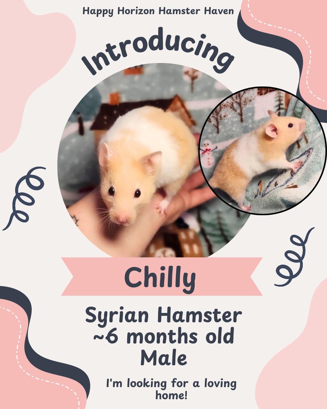 Enlarge Chilly, a ADOPTABLE Hamster in West Chester, OH image 1/1
