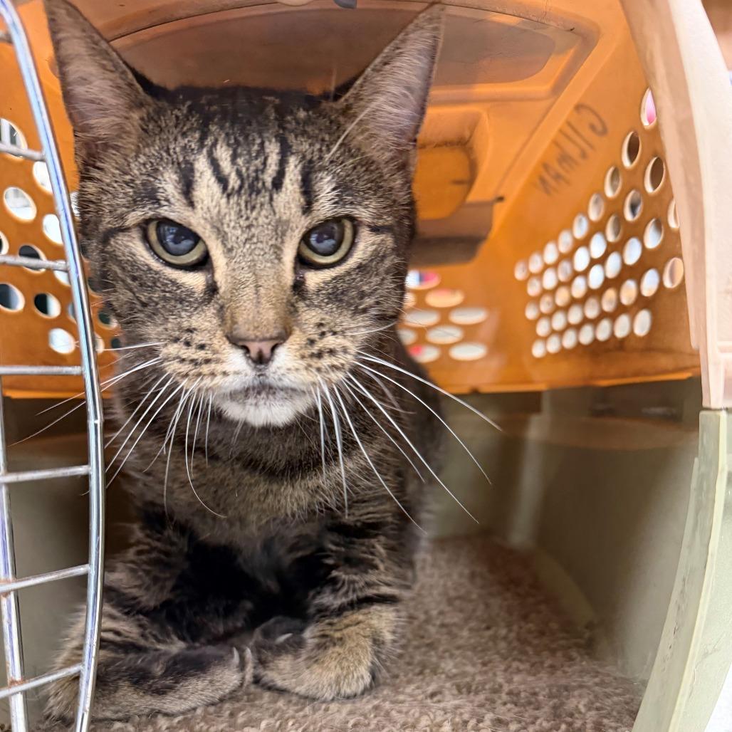 Toby, Adoptable, Senior Female Domestic Short Hair.
