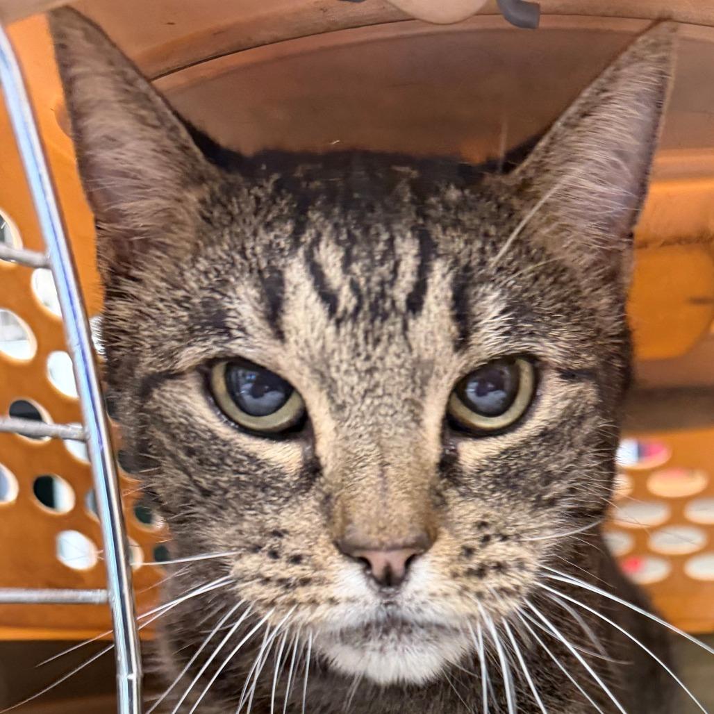Enlarge Toby, a Adoptable Domestic Short Hair in Las Cruces, NM image 2/2