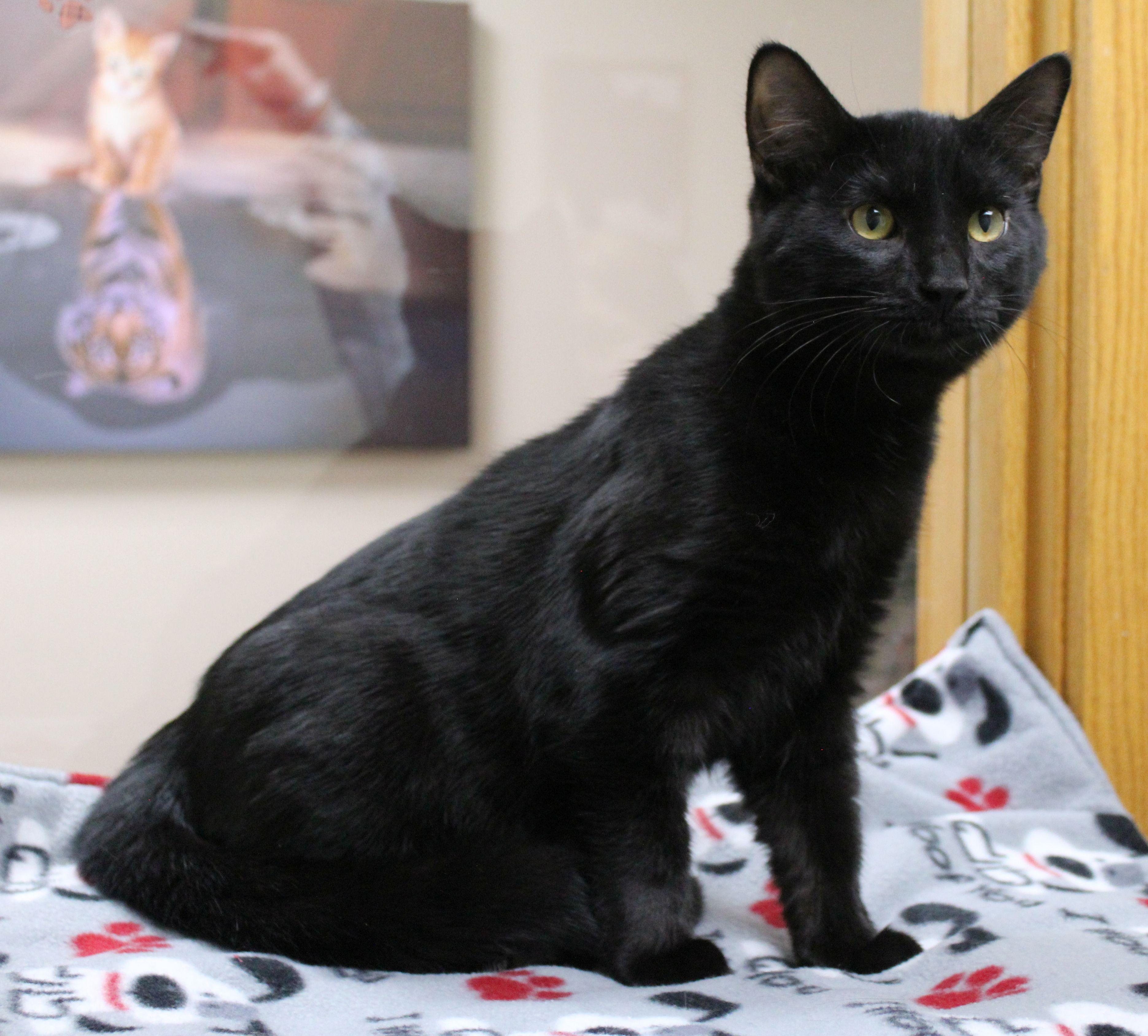 Frank-n-Furter, Adoptable, Kitten Male Domestic Short Hair.