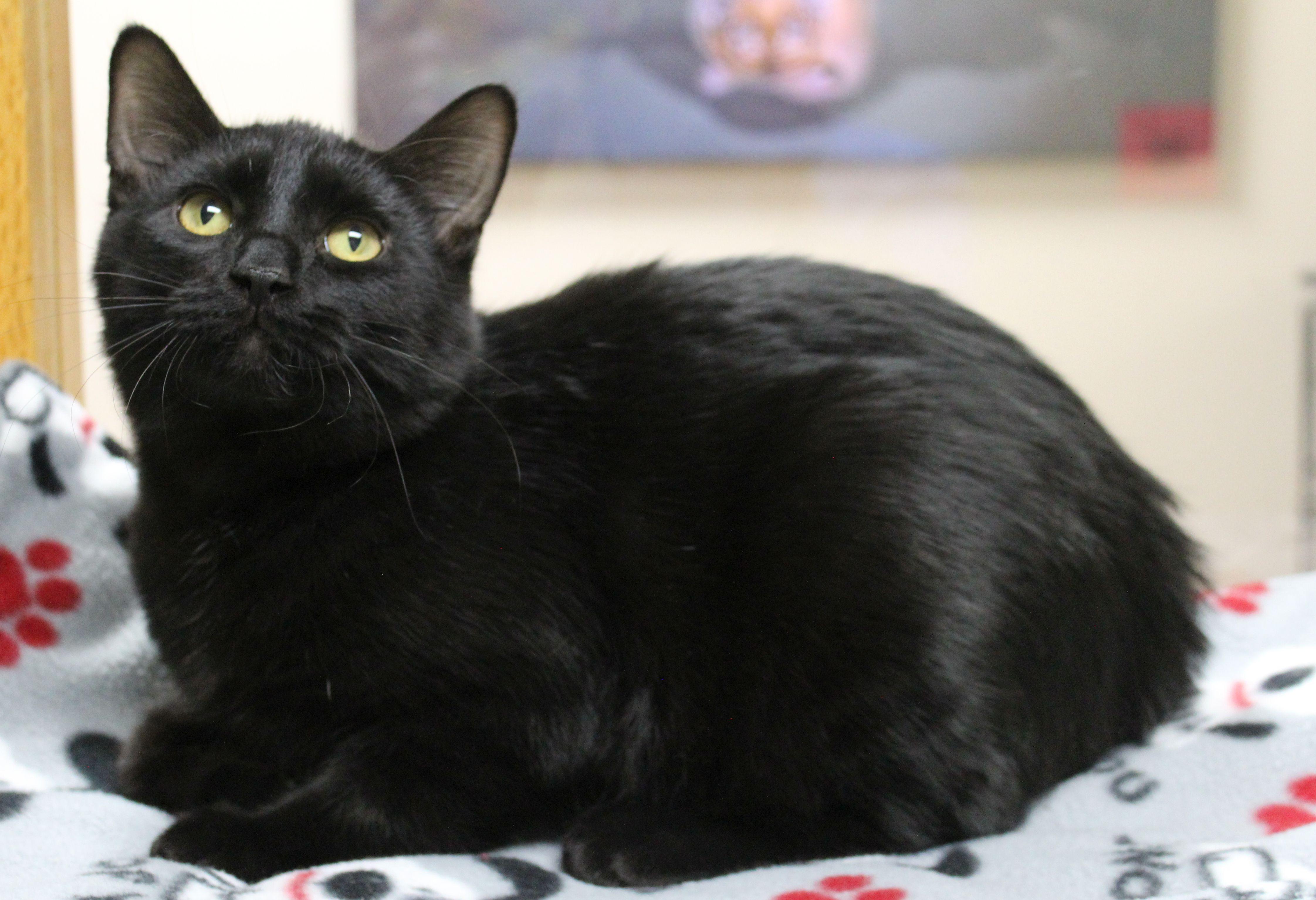 Frank-n-Furter, a Adoptable Domestic Short Hair in Portage, WI image 2/2