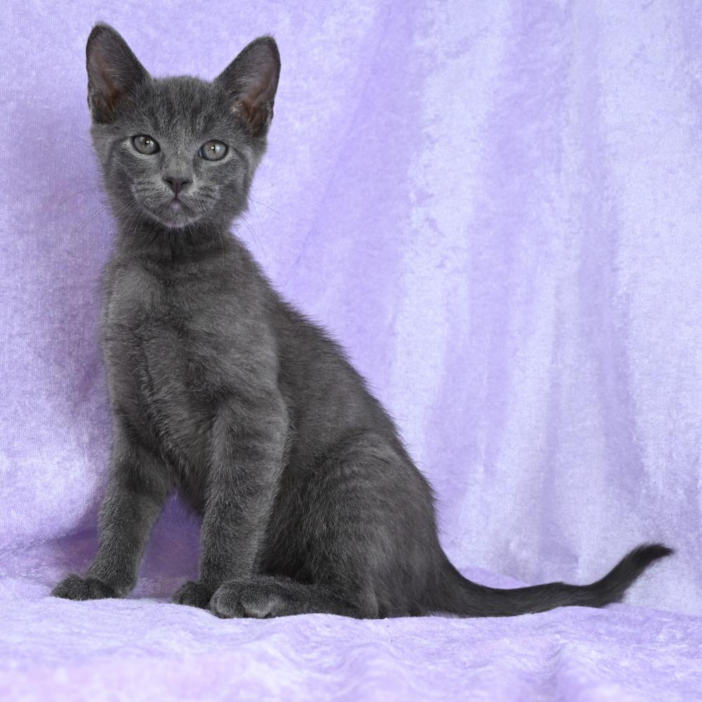 Wilder, a Adoptable mixed breed in Mobile, AL image 1/6