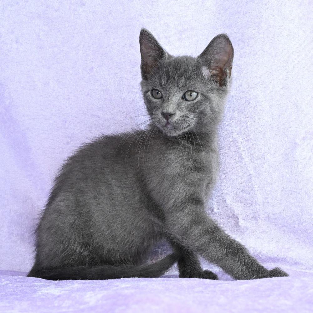 Wilder, a Adoptable mixed breed in Mobile, AL image 2/6